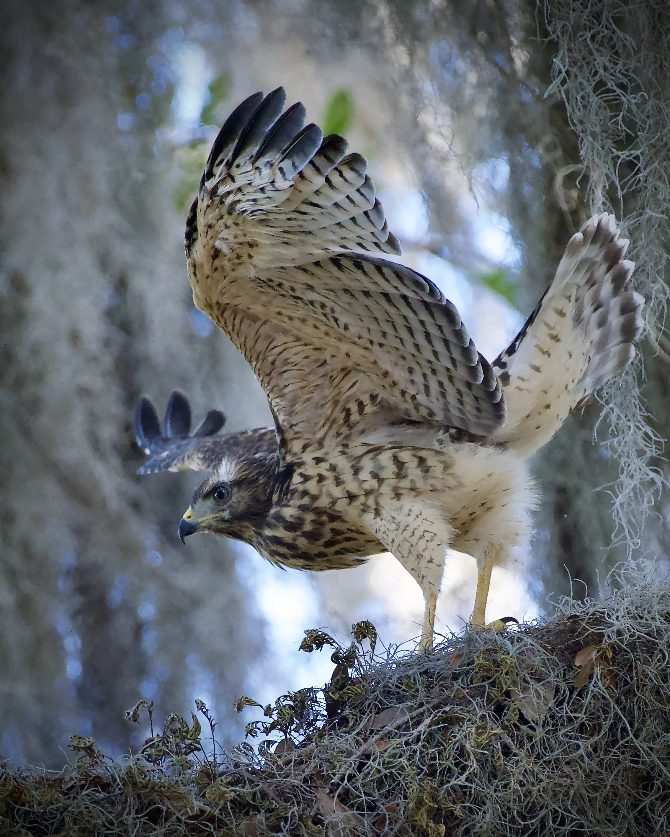 Juvenile red-shouldered hawk, Lakeland