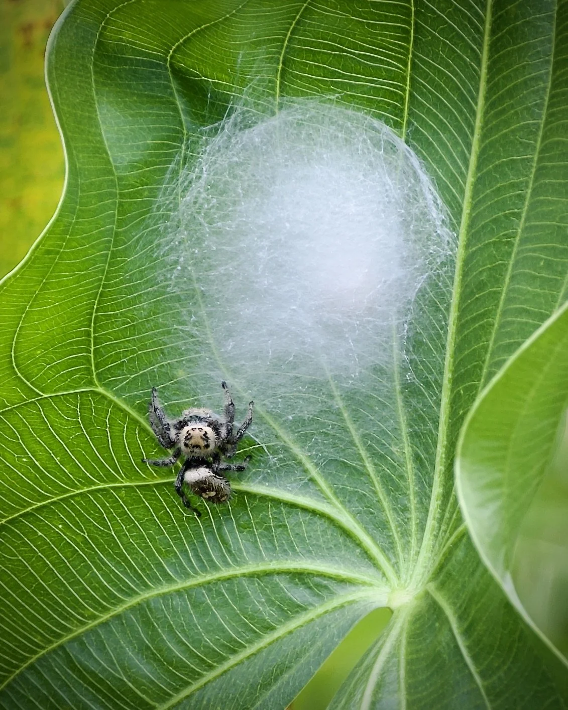 Jumping spider, Lakeland