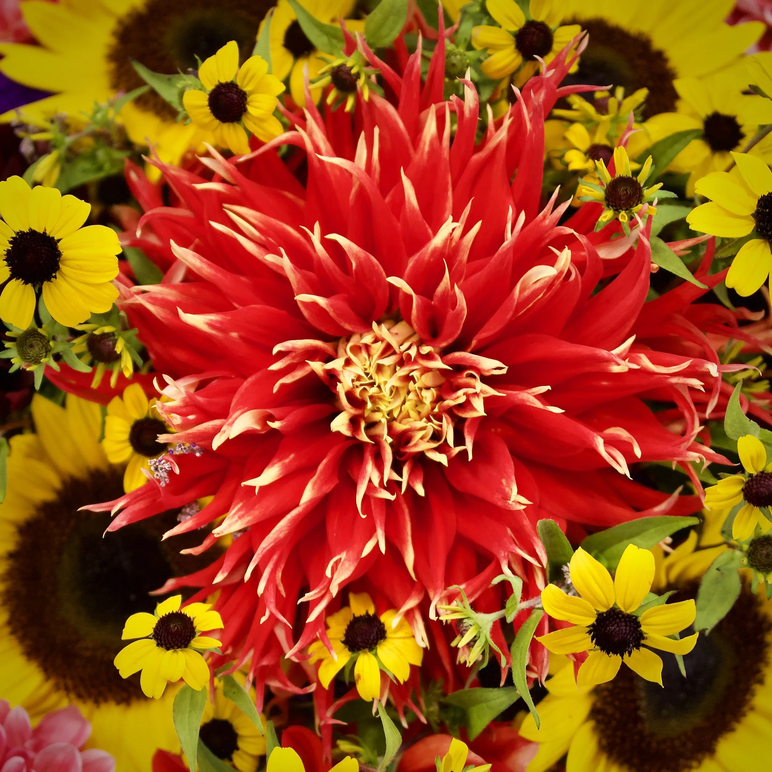 Dahlia and sunflowers, Seattle