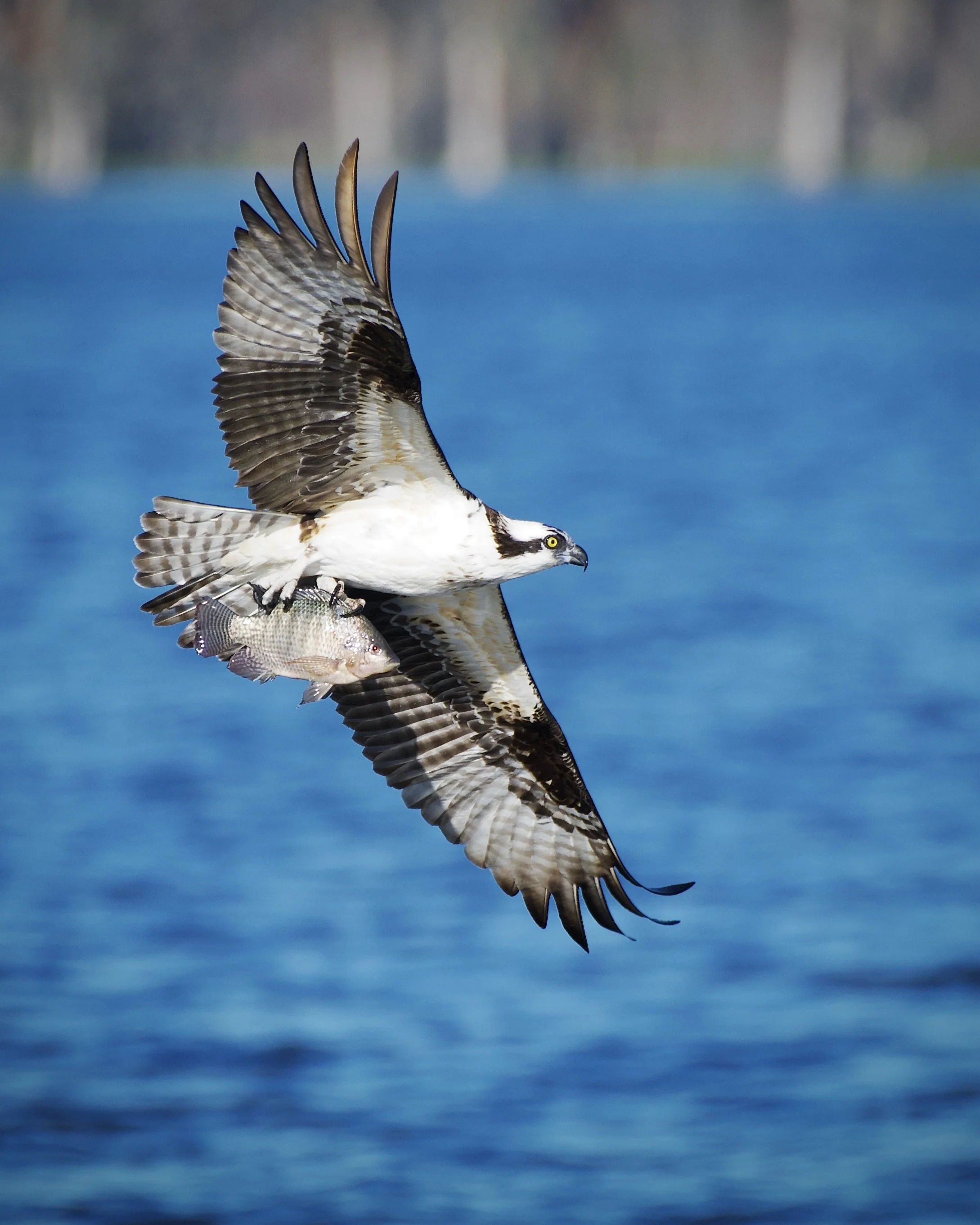 Osprey with a catch, Lakeland