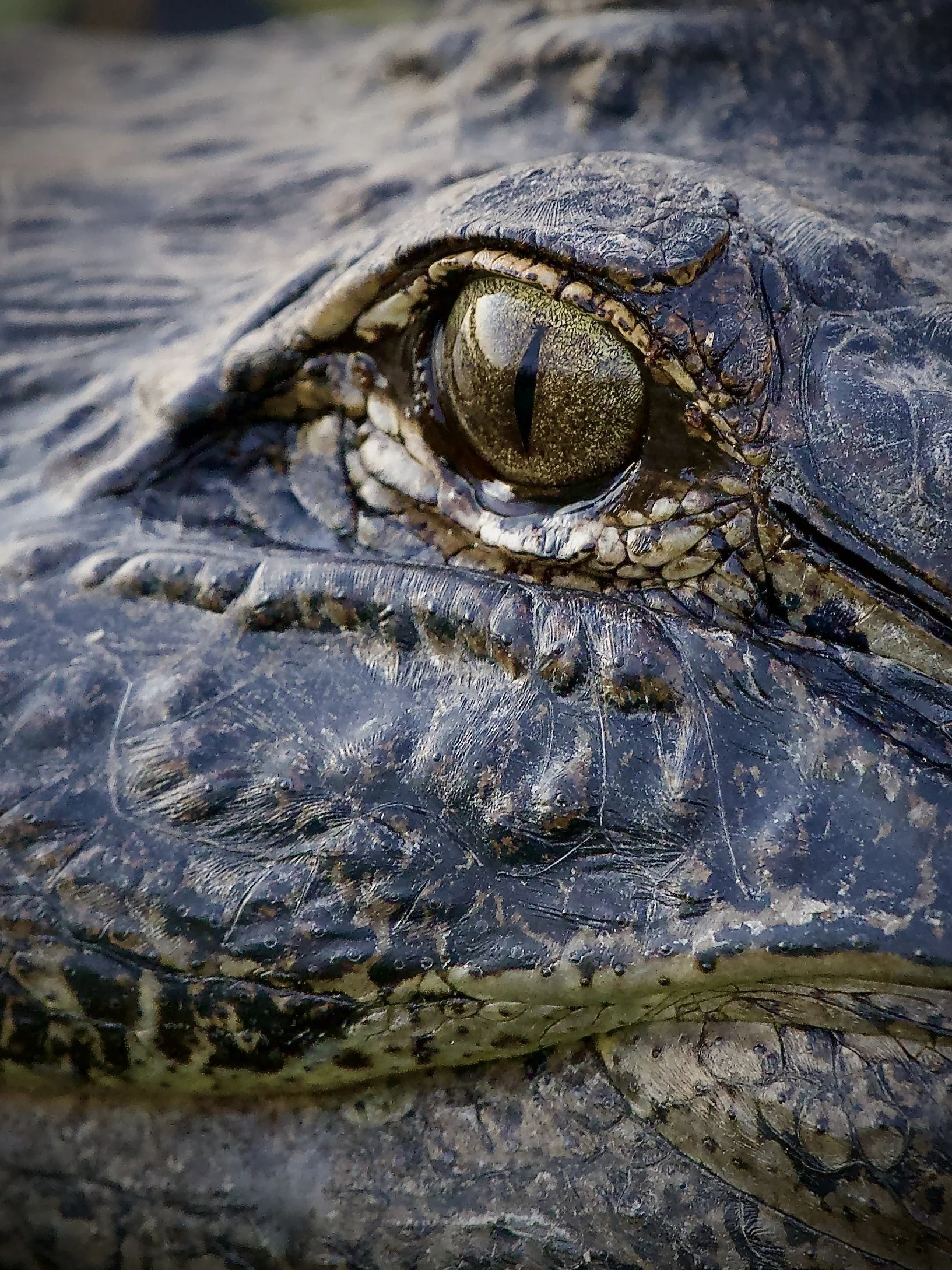 Marble eye, Lakeland