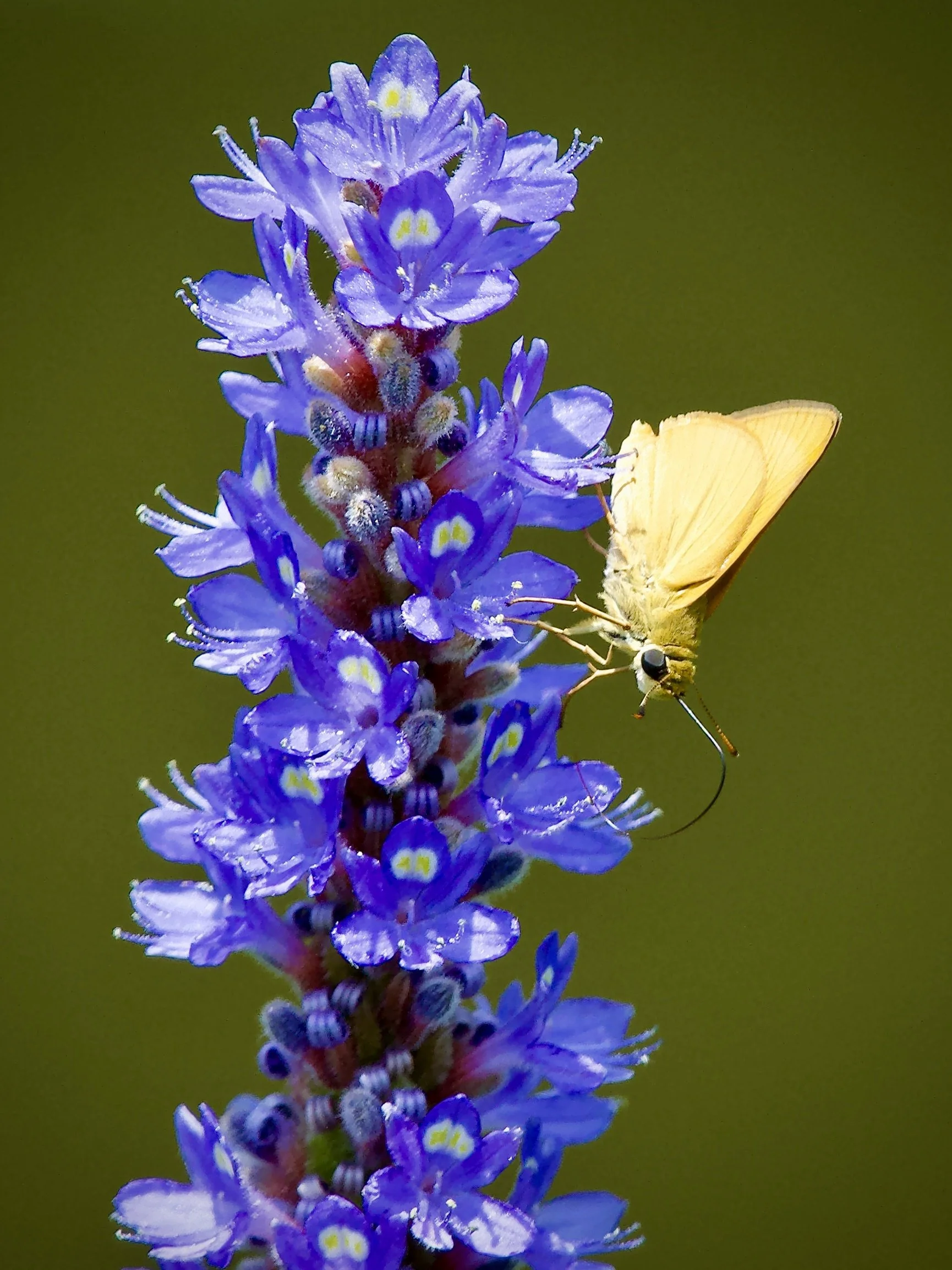 Delaware skipper, Lakeland