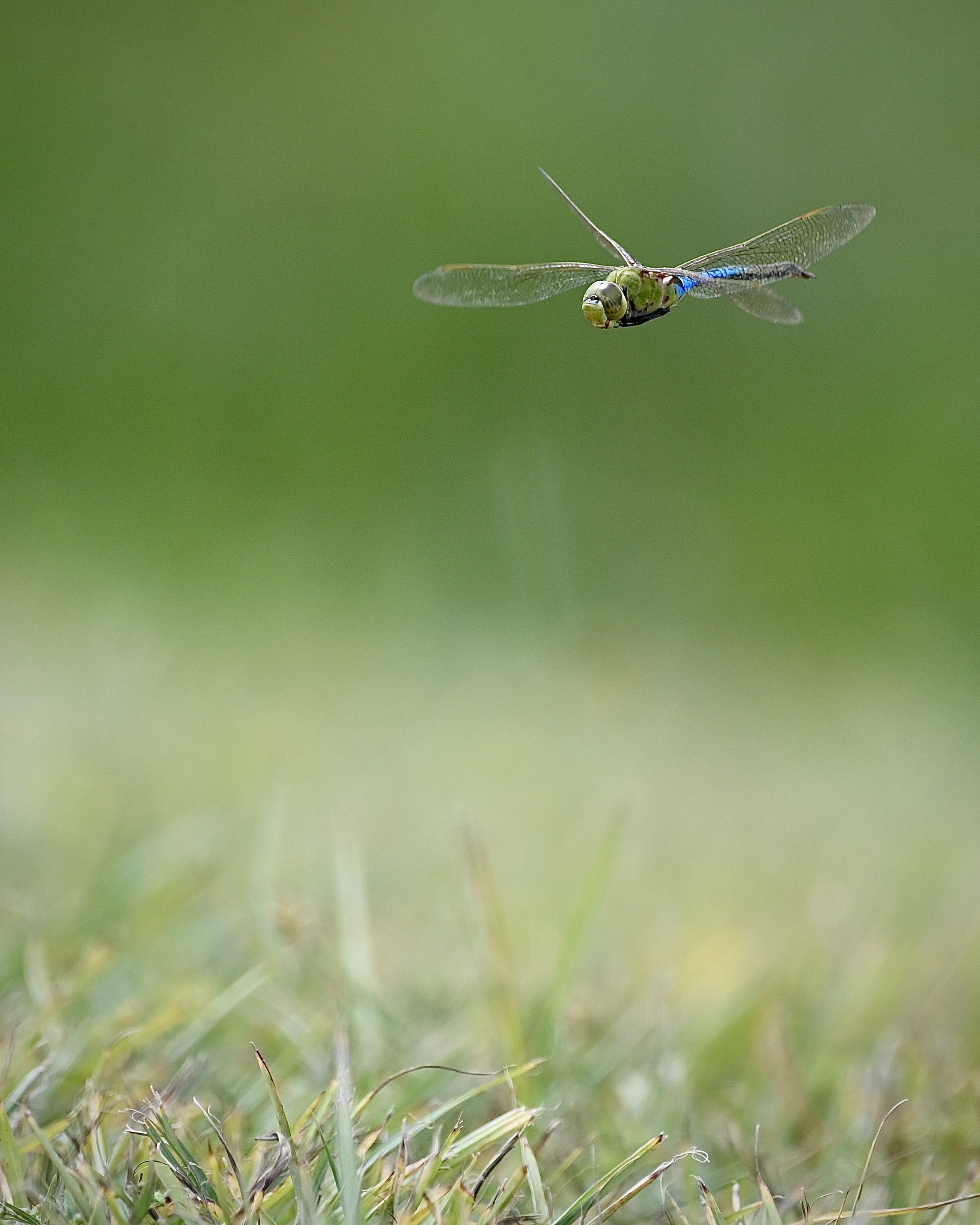Green darner, Orlando Wetlands