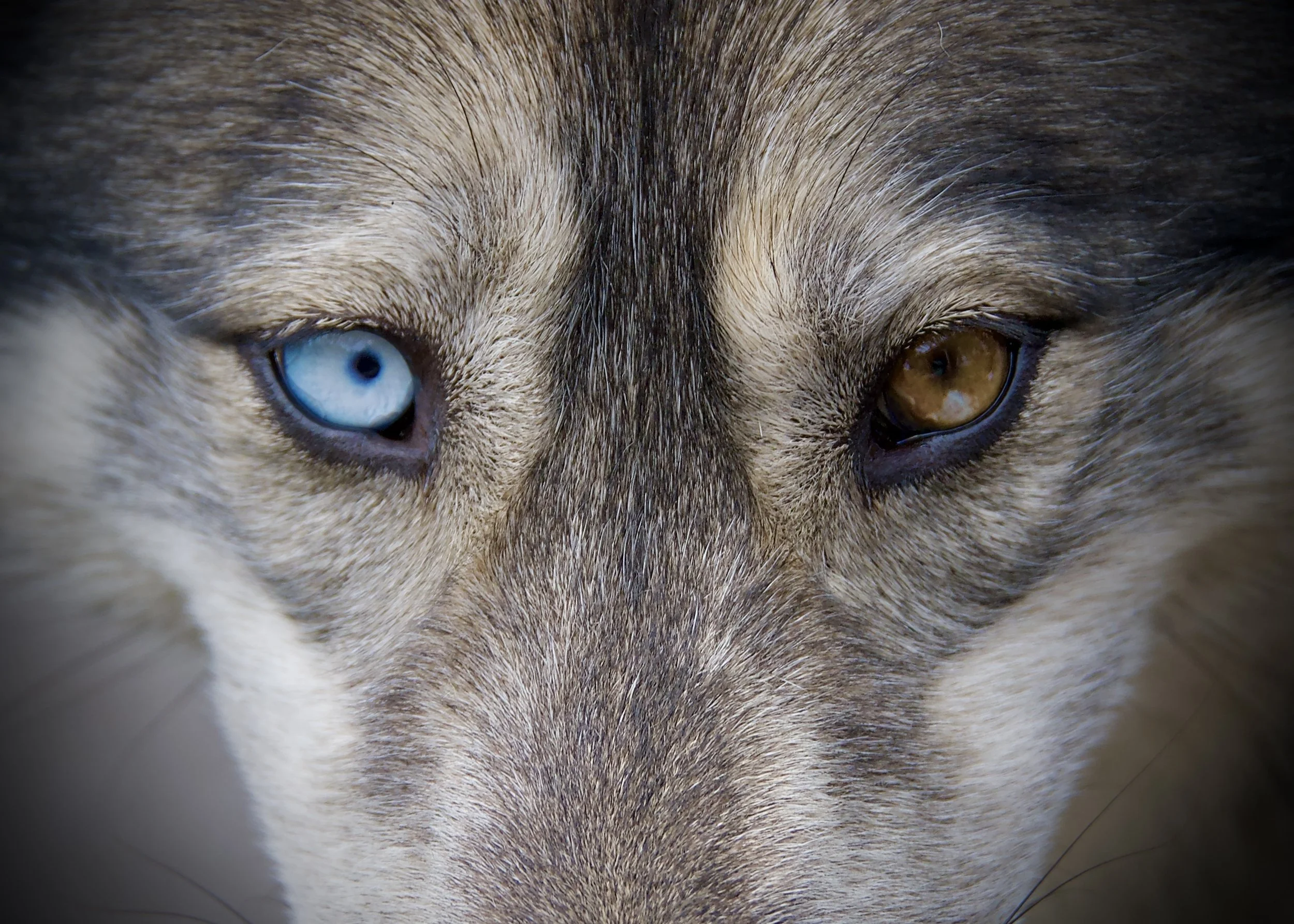 Willow, Yamnuska Wolfdog Sanctuary, Alberta