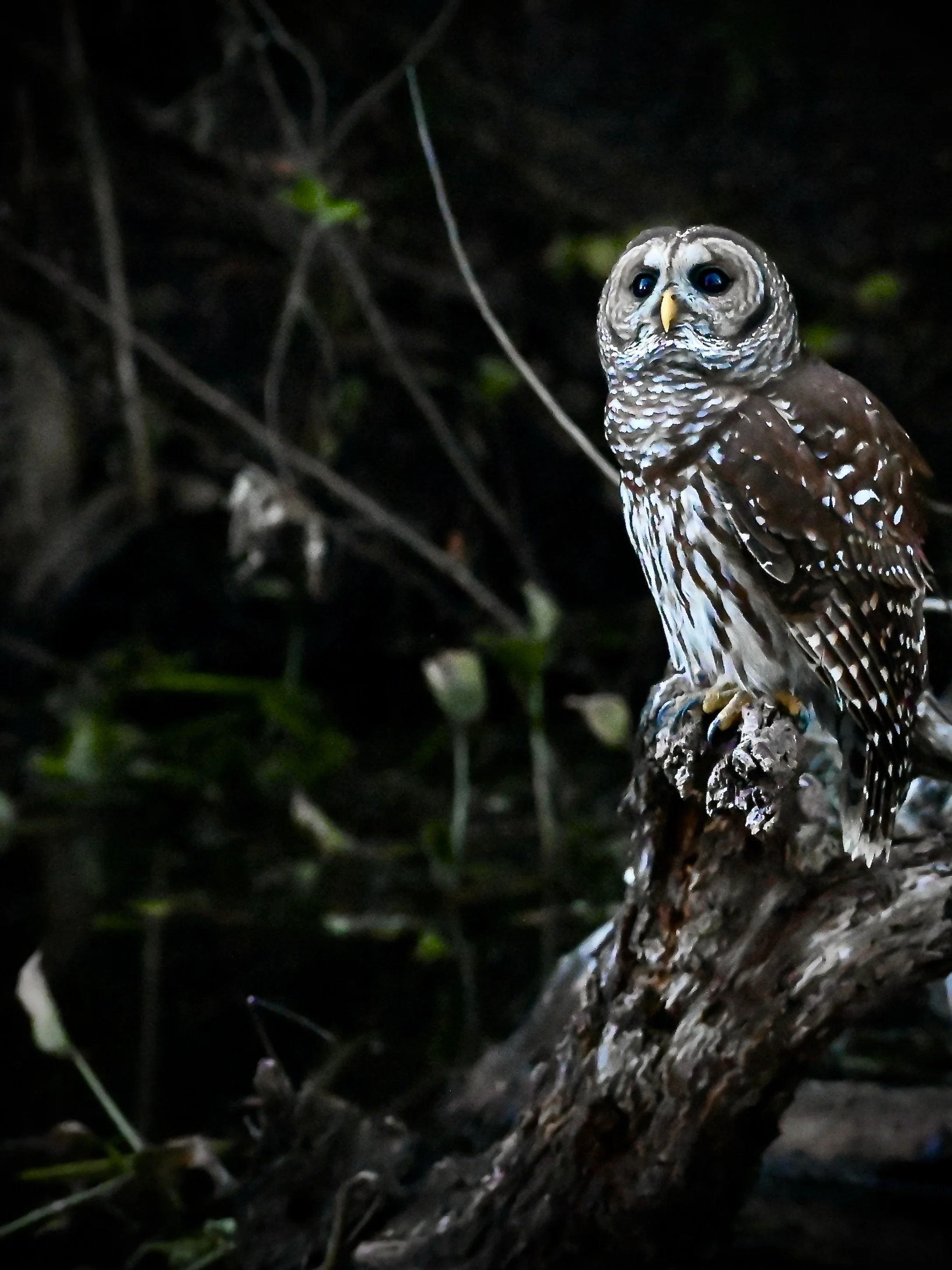 Barred owl, Lakeland