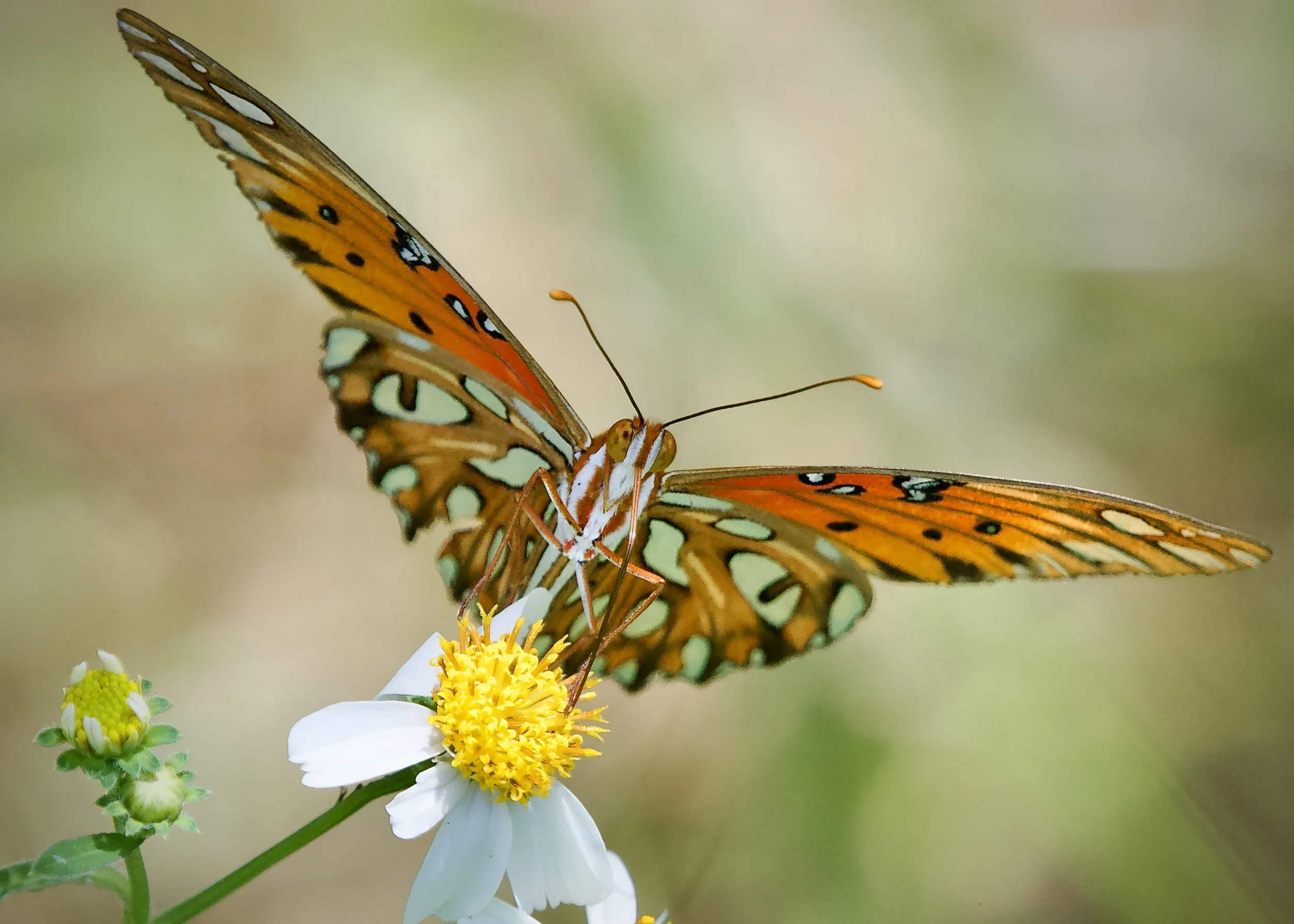 Gulf fritillary, Lakeland
