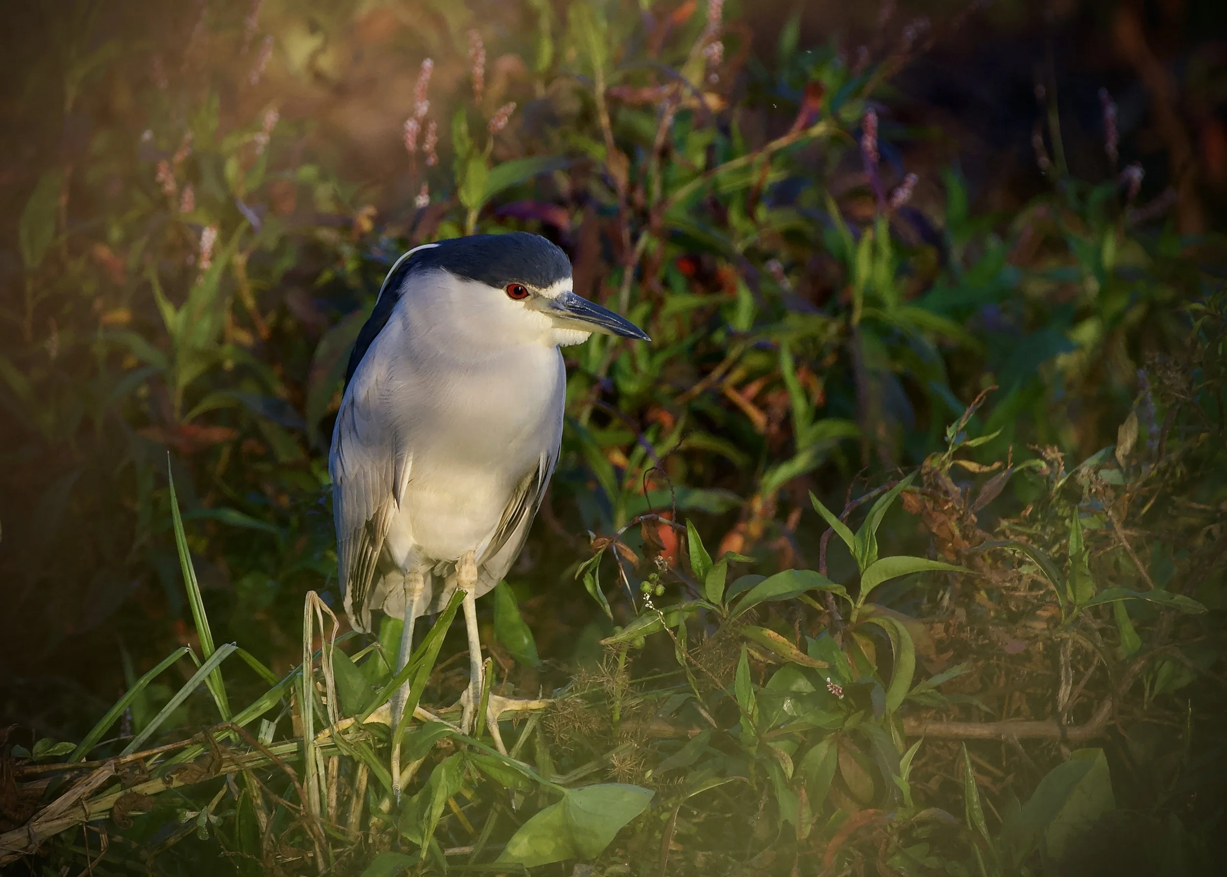 Black-crowned night heron, Lakeland