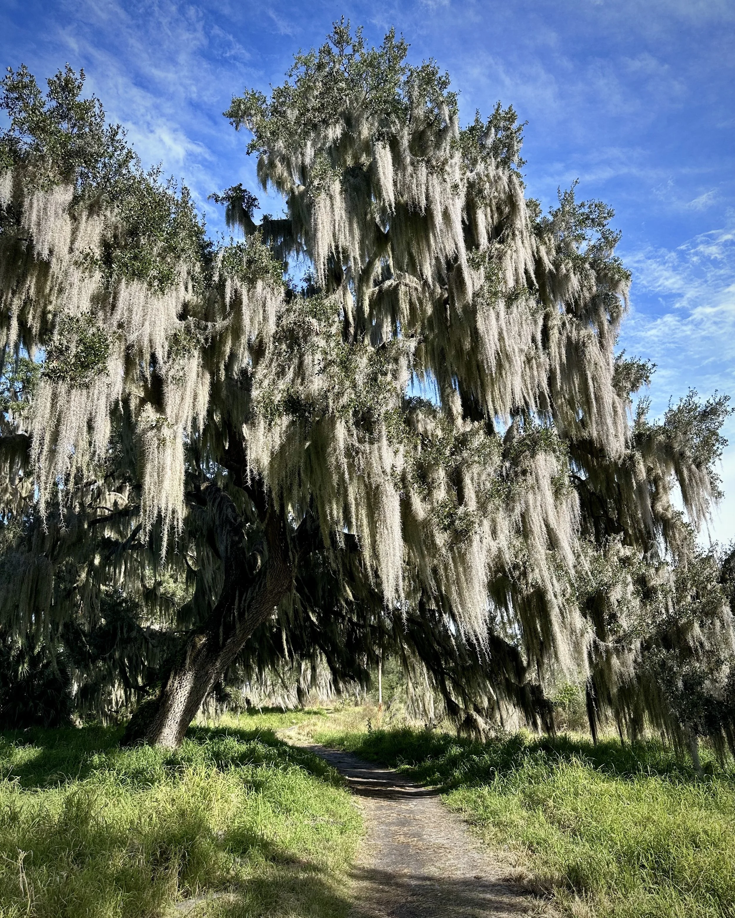 Shady Oak Trail, Lakeland