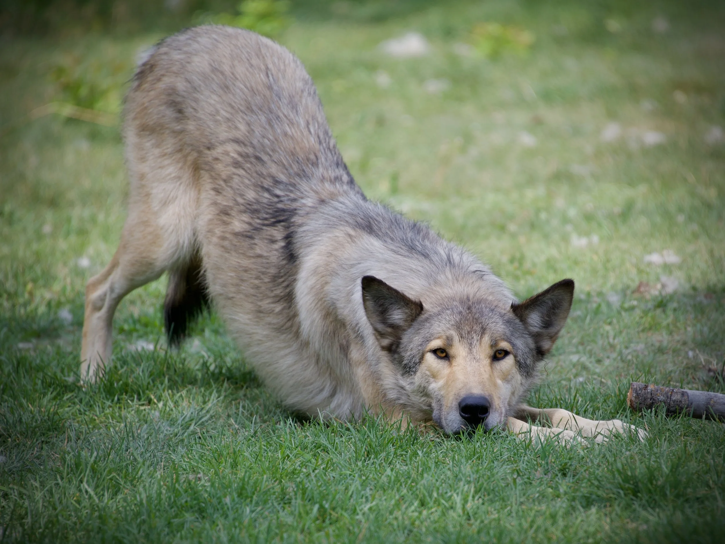 Downward dog, Yamnuska Wolfdog Sanctuary, Alberta