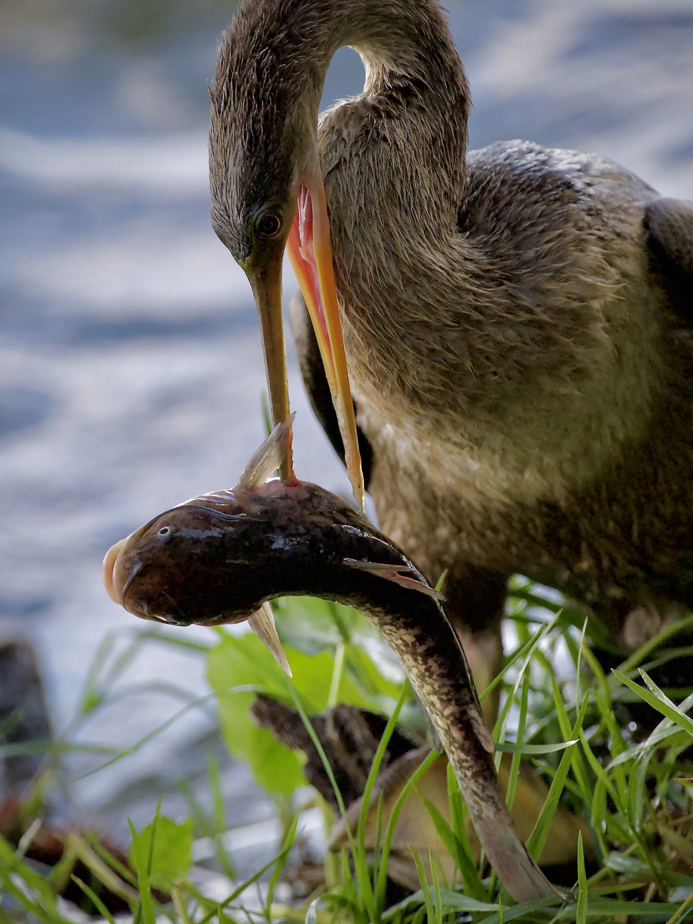 Anhinga, Lakeland