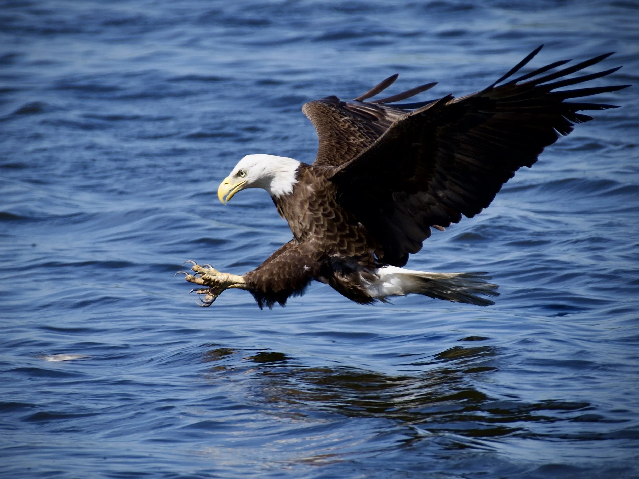 Bald eagle fishing, Lakeland