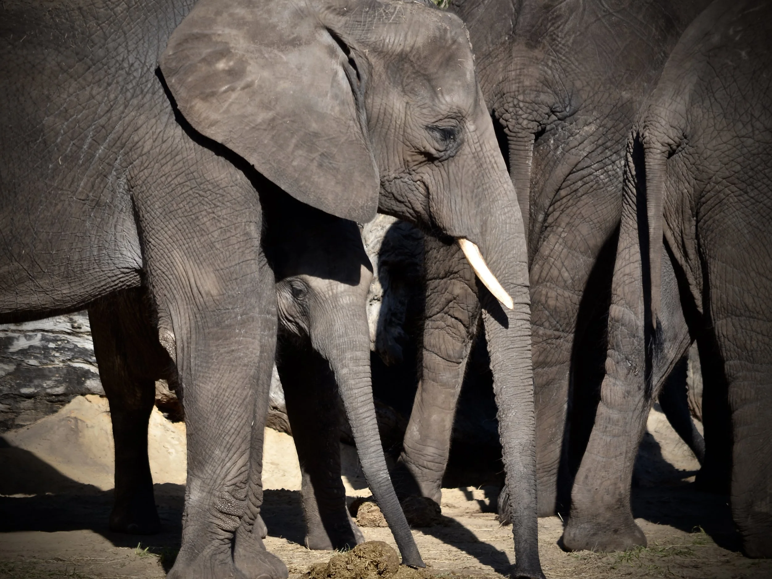 Elephants at Disney's Animal Kingdom