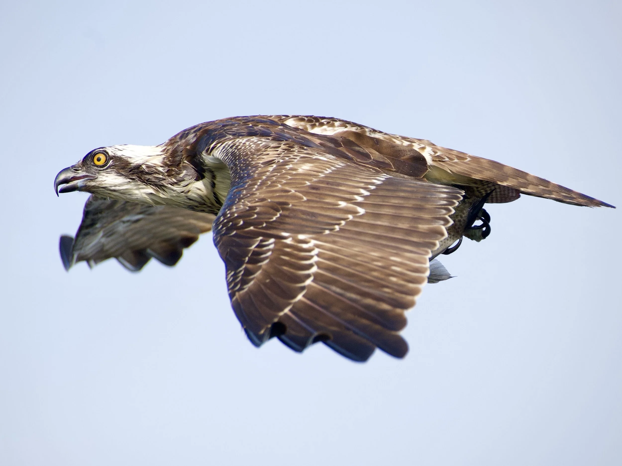 Osprey, Lakeland