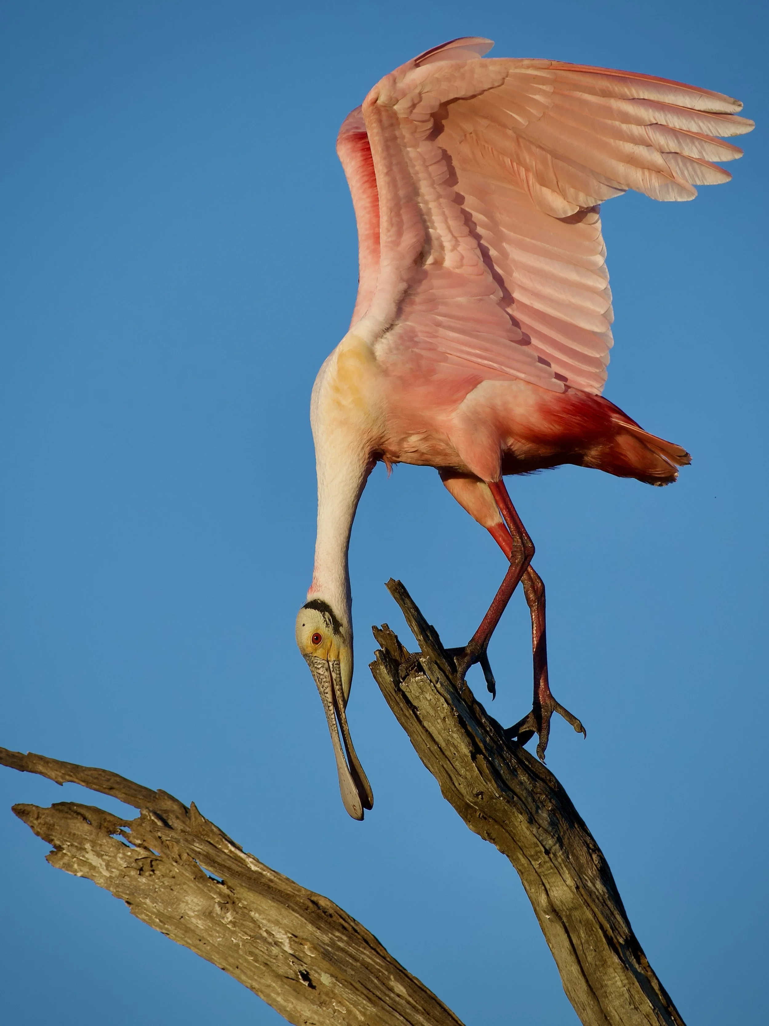 Roseate spoonbill at Orlando Wetlands