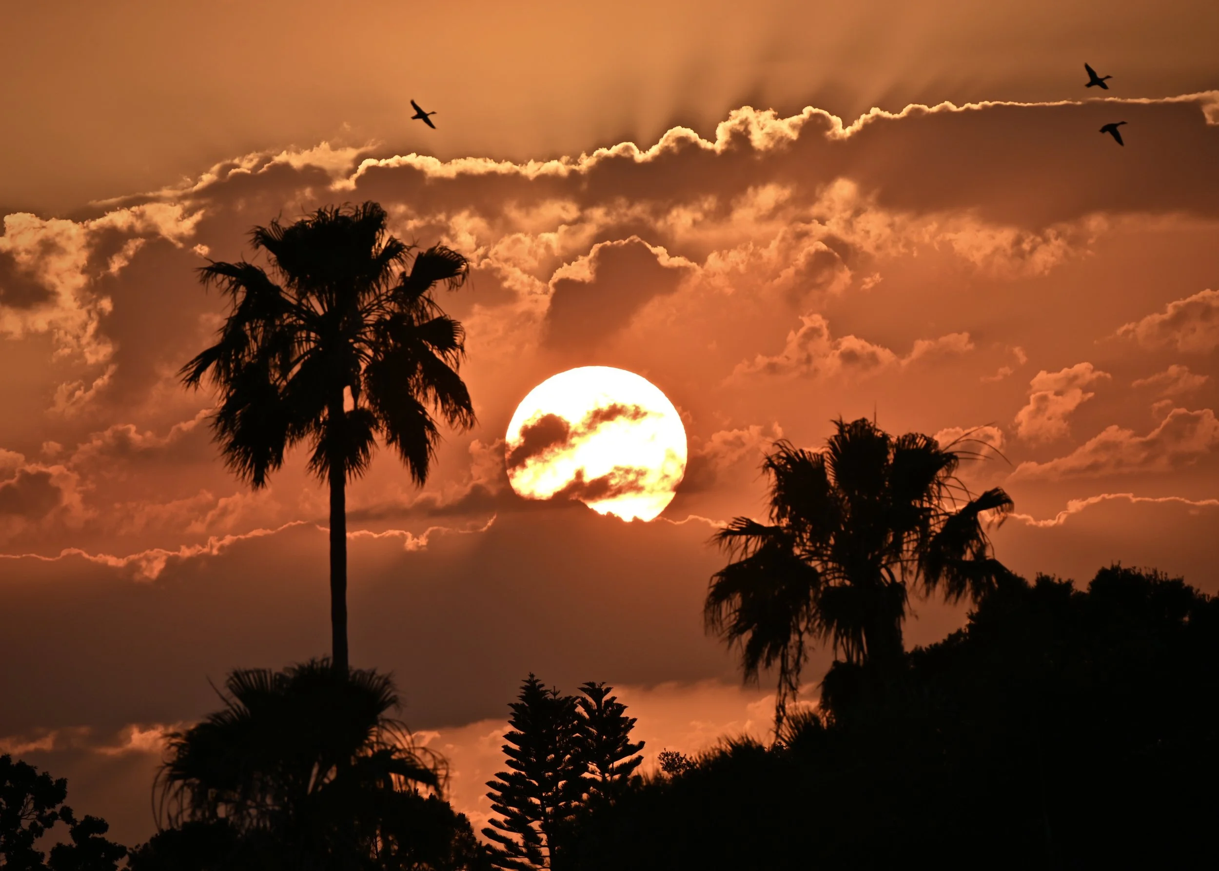 Backyard sunset