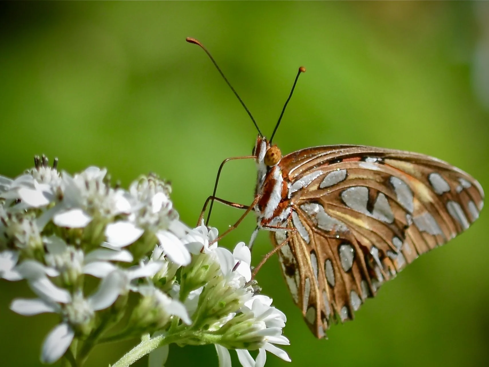 Gulf fritillary, Orlando