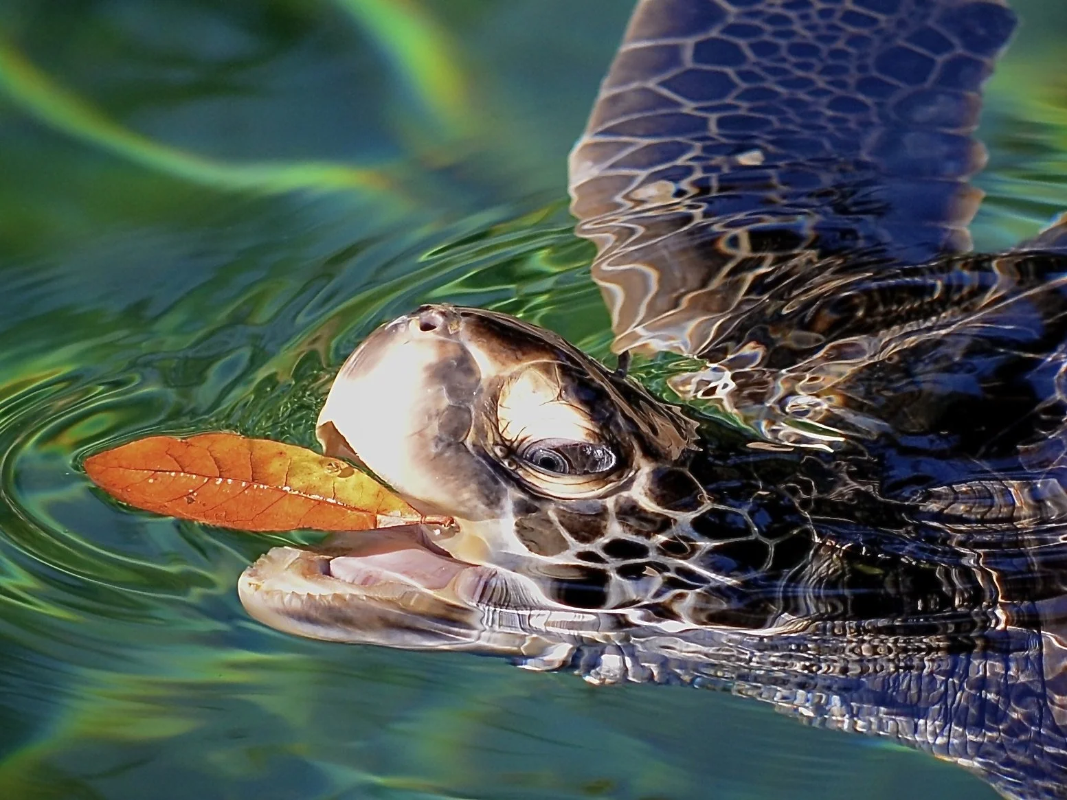 Sea turtle at Sea World