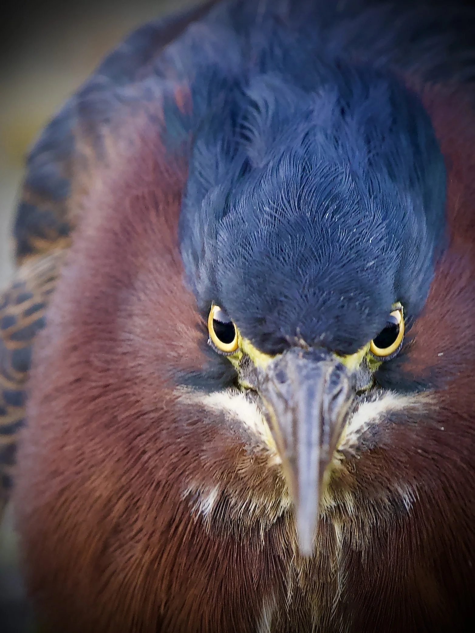 Green heron, Orlando Wetlands