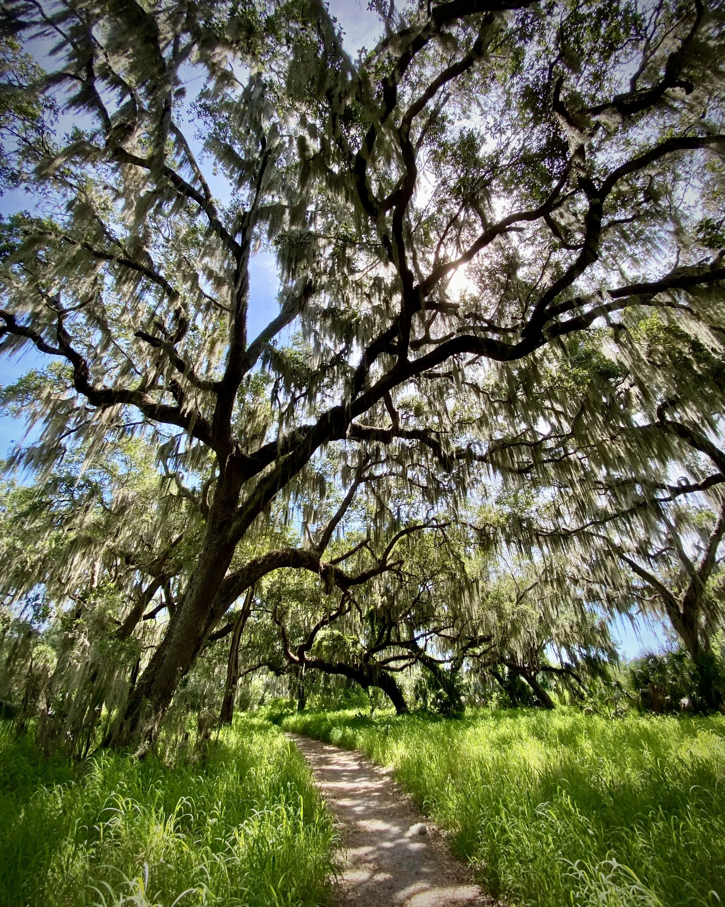 Shady Oak Trail, Lakeland
