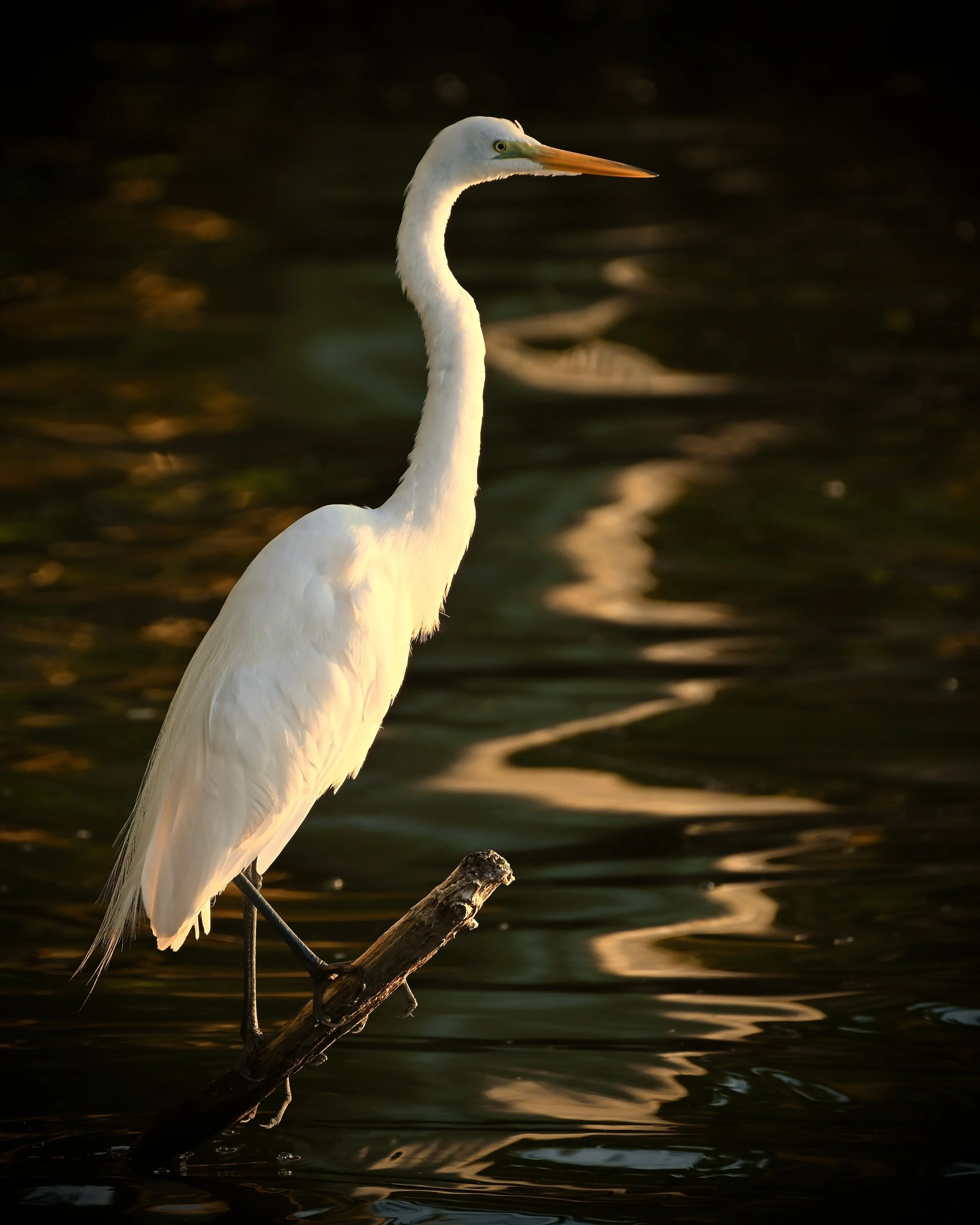 Great egret, Lakeland
