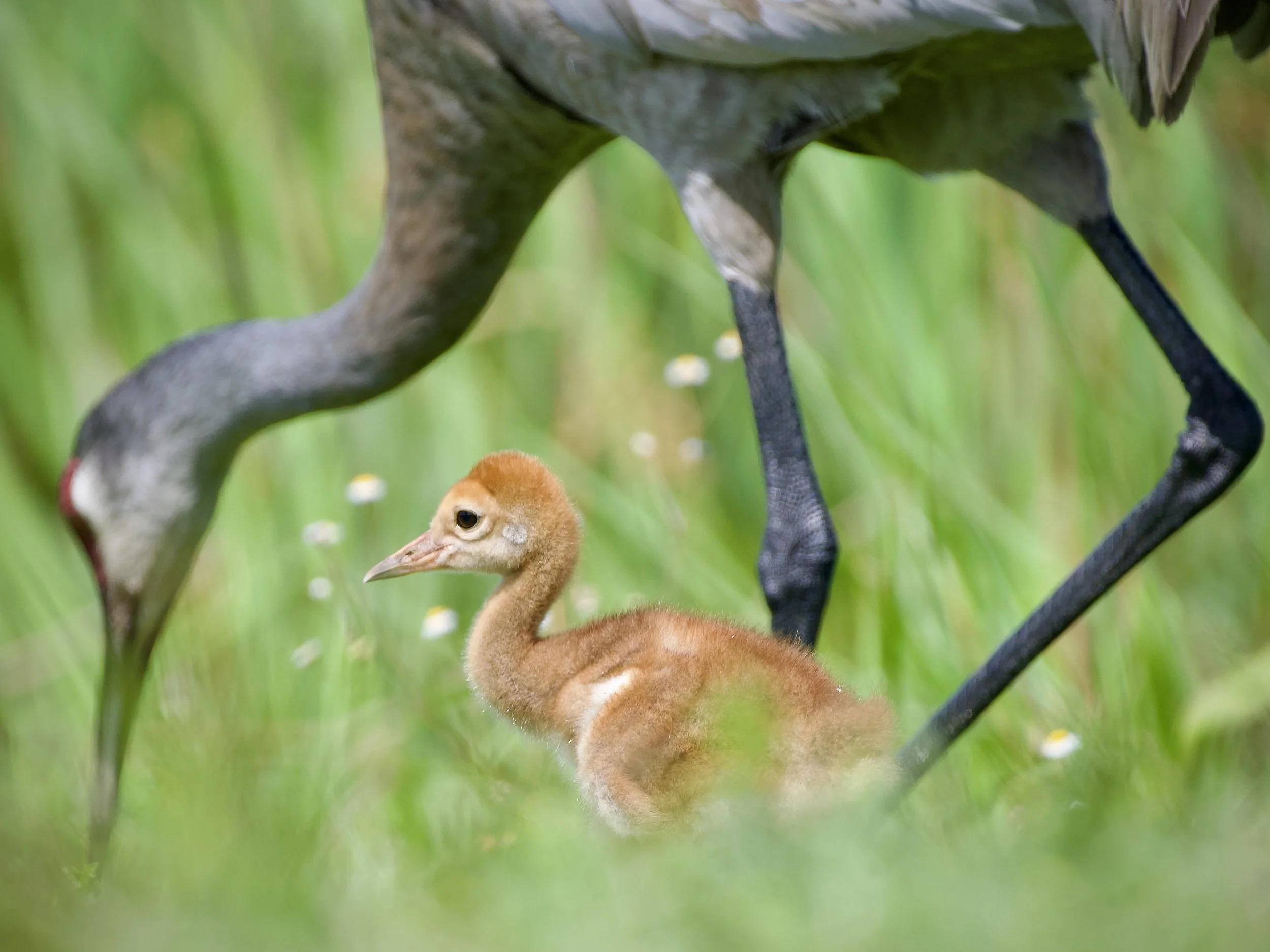 Sandhill cranes, Orlando Wetlands