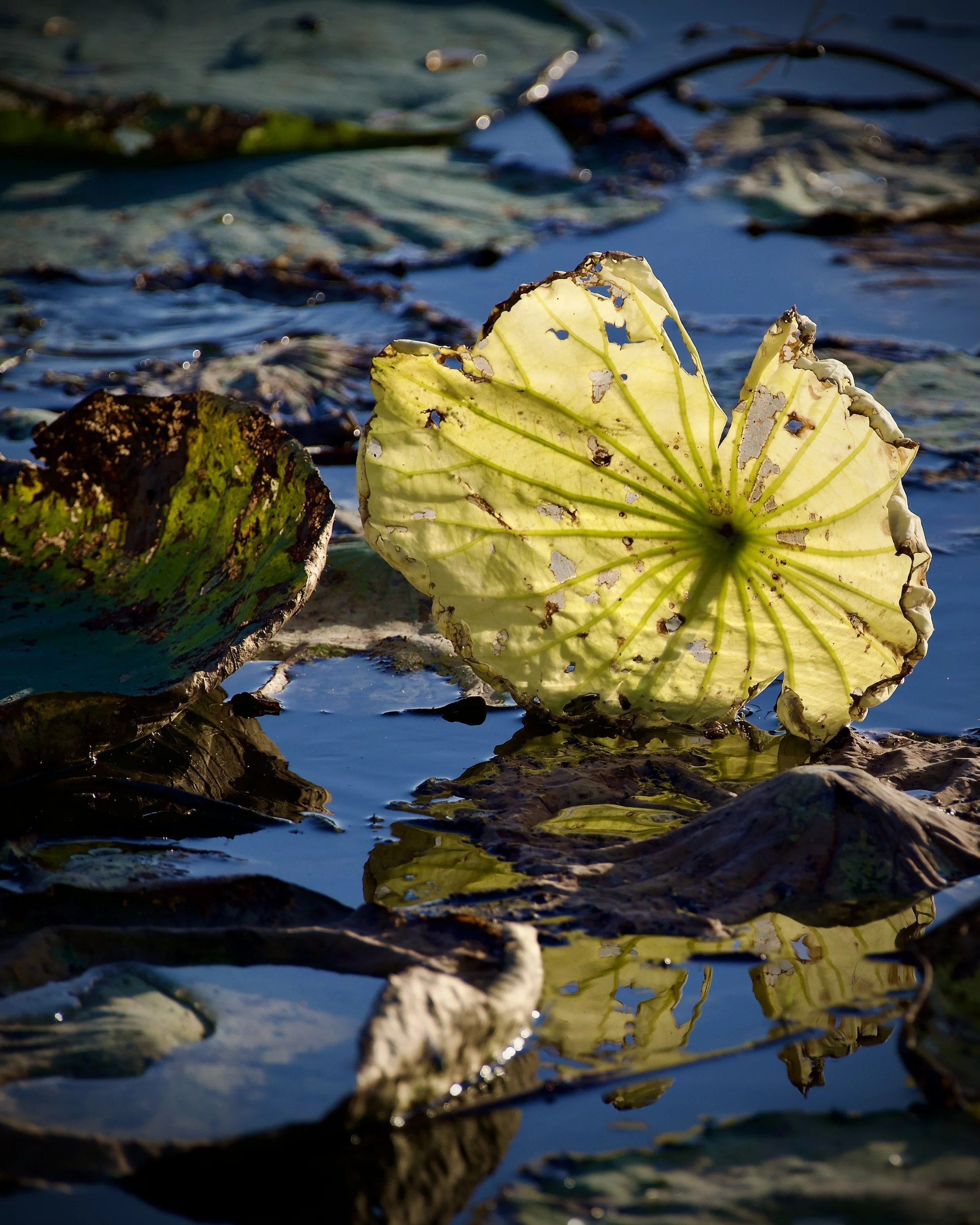 Lakeland wetlands