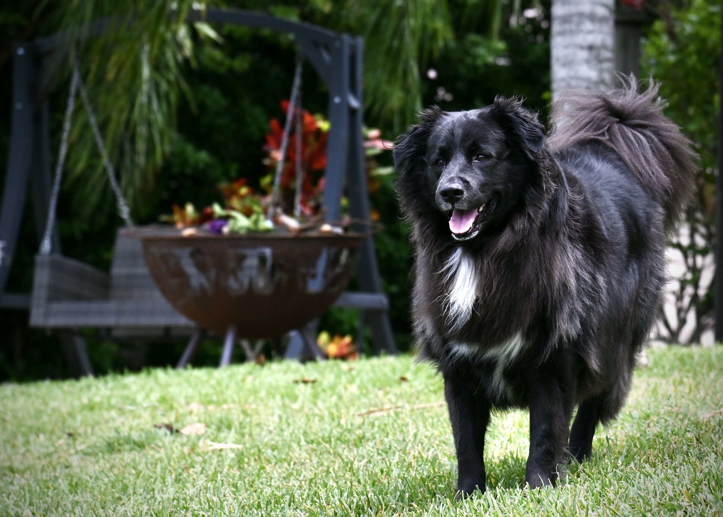 Tucker all fluffed up