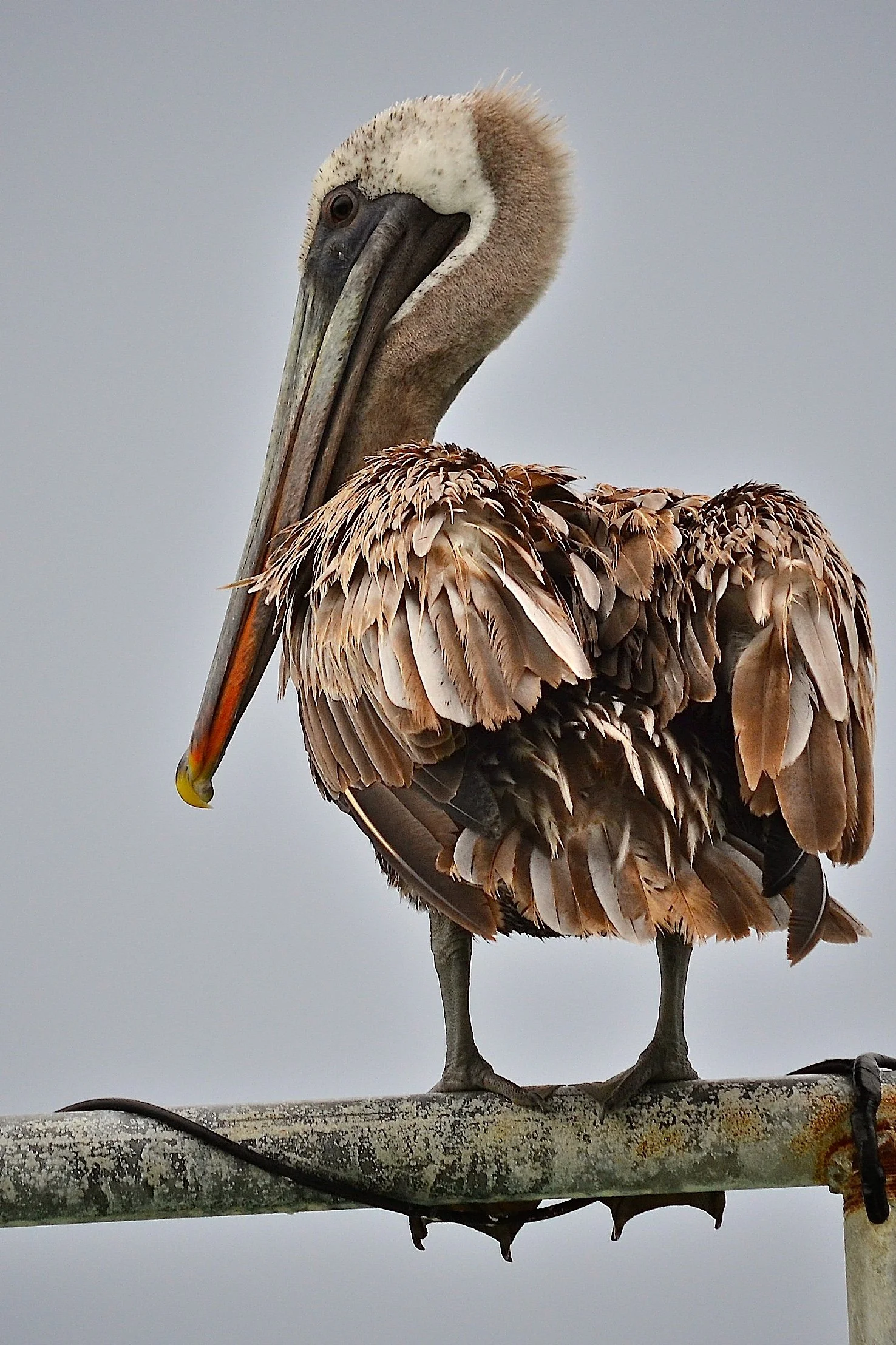 Brown Pelican sentinel, Cozumel
