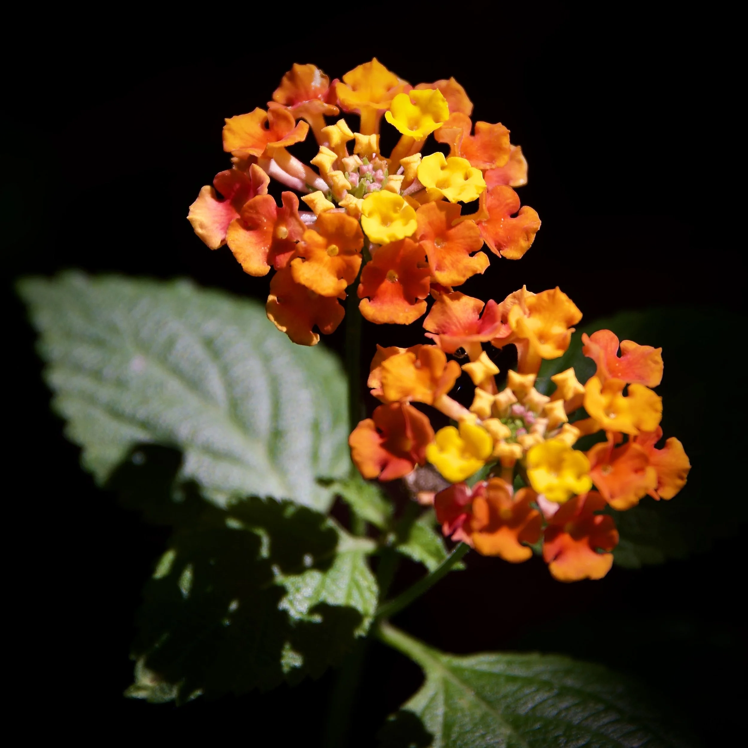Invasive lantana, Orlando