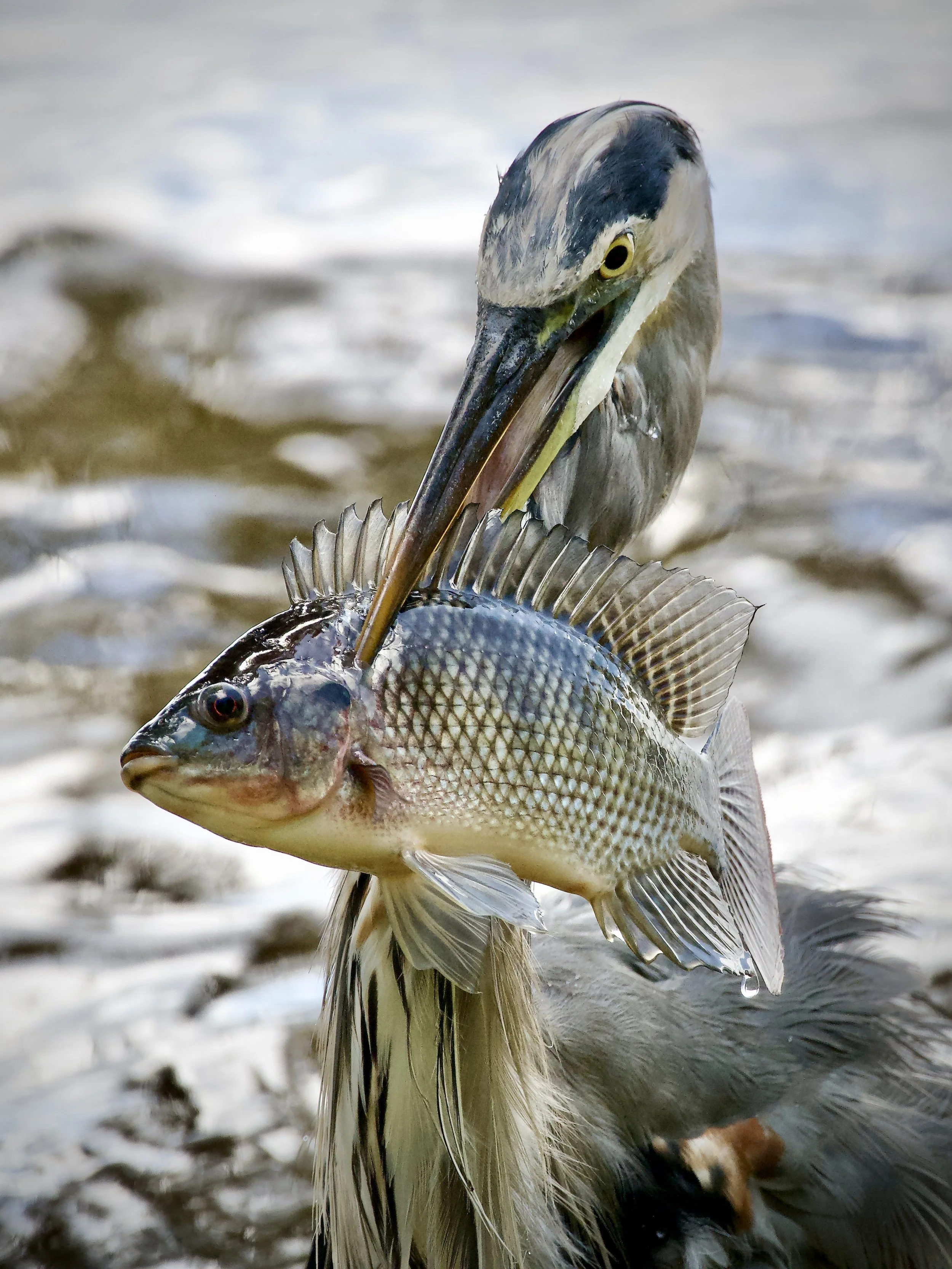 Great blue heron, Lakeland