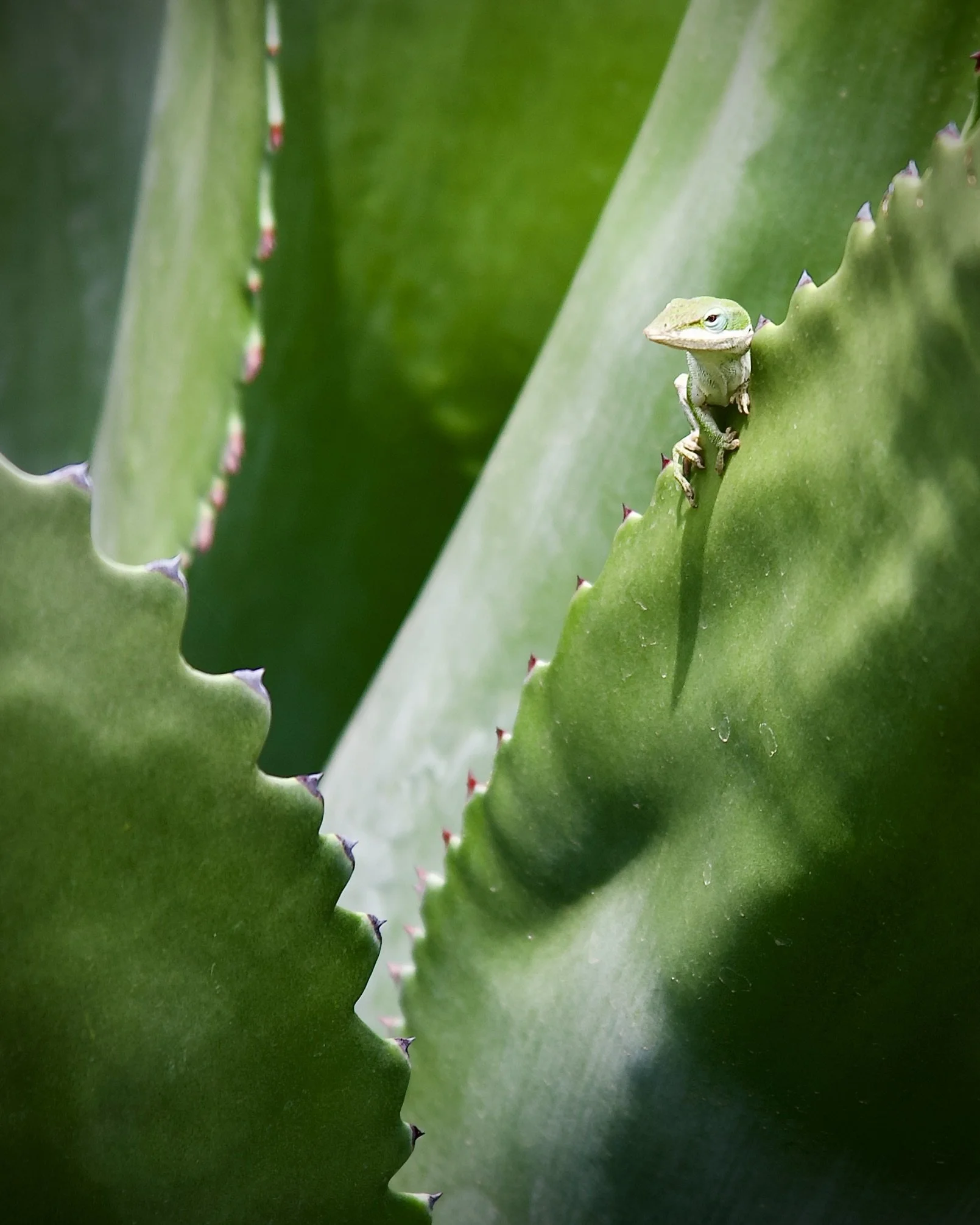 Green anole at San Antonio Botanical Gardens
