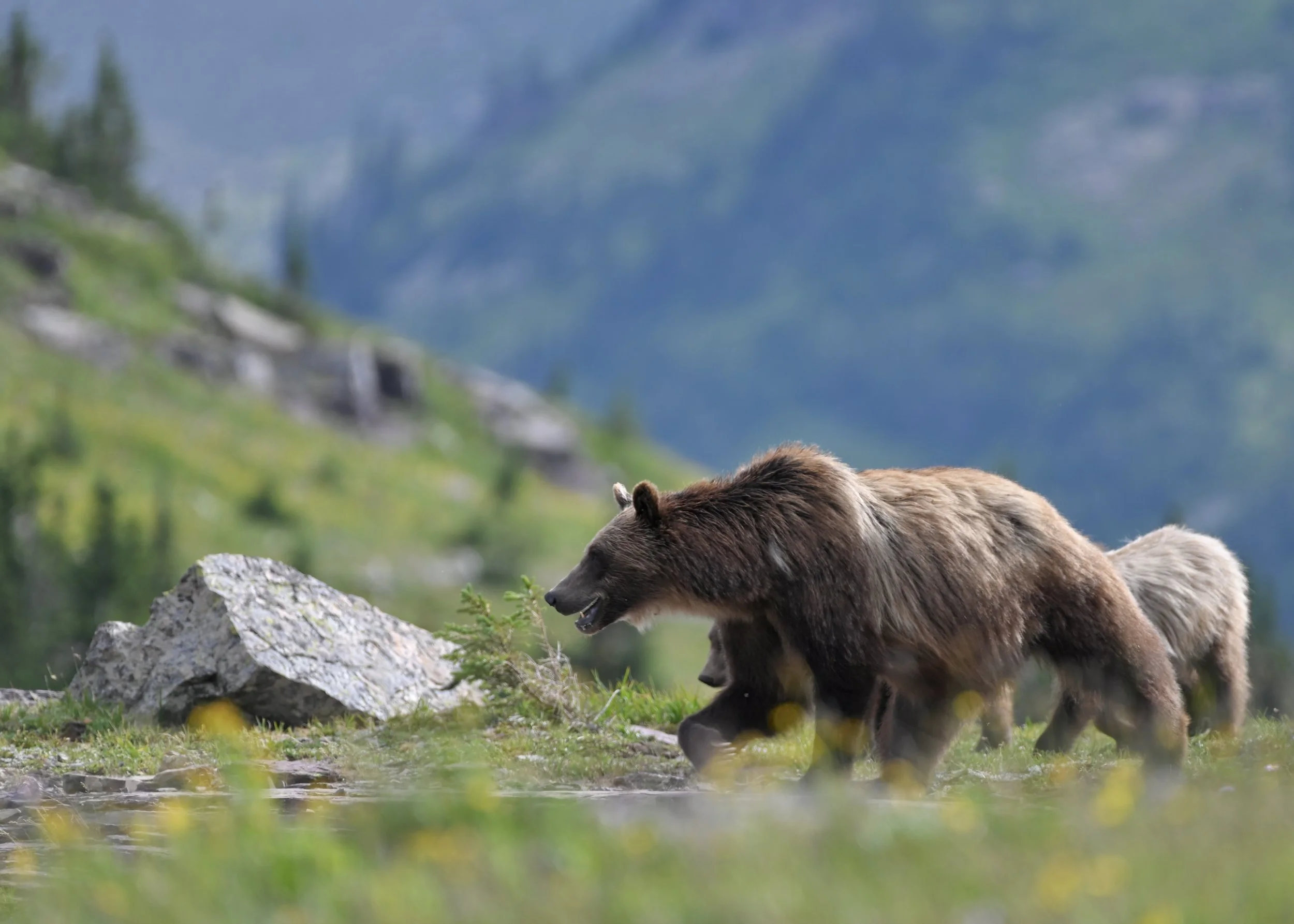 Mother bear and two cubs in Glacier National Park