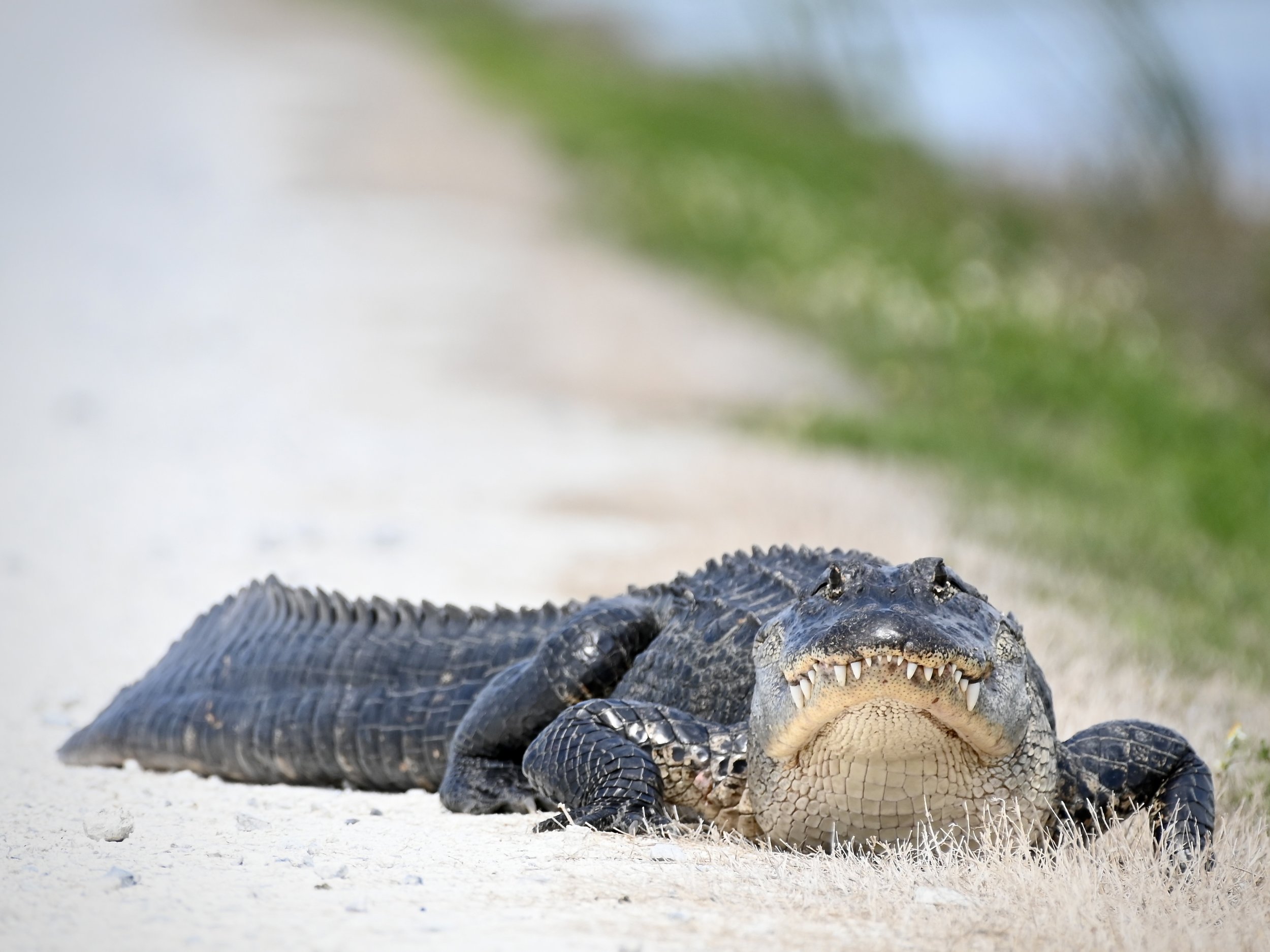 Lake Apopka checkpoint