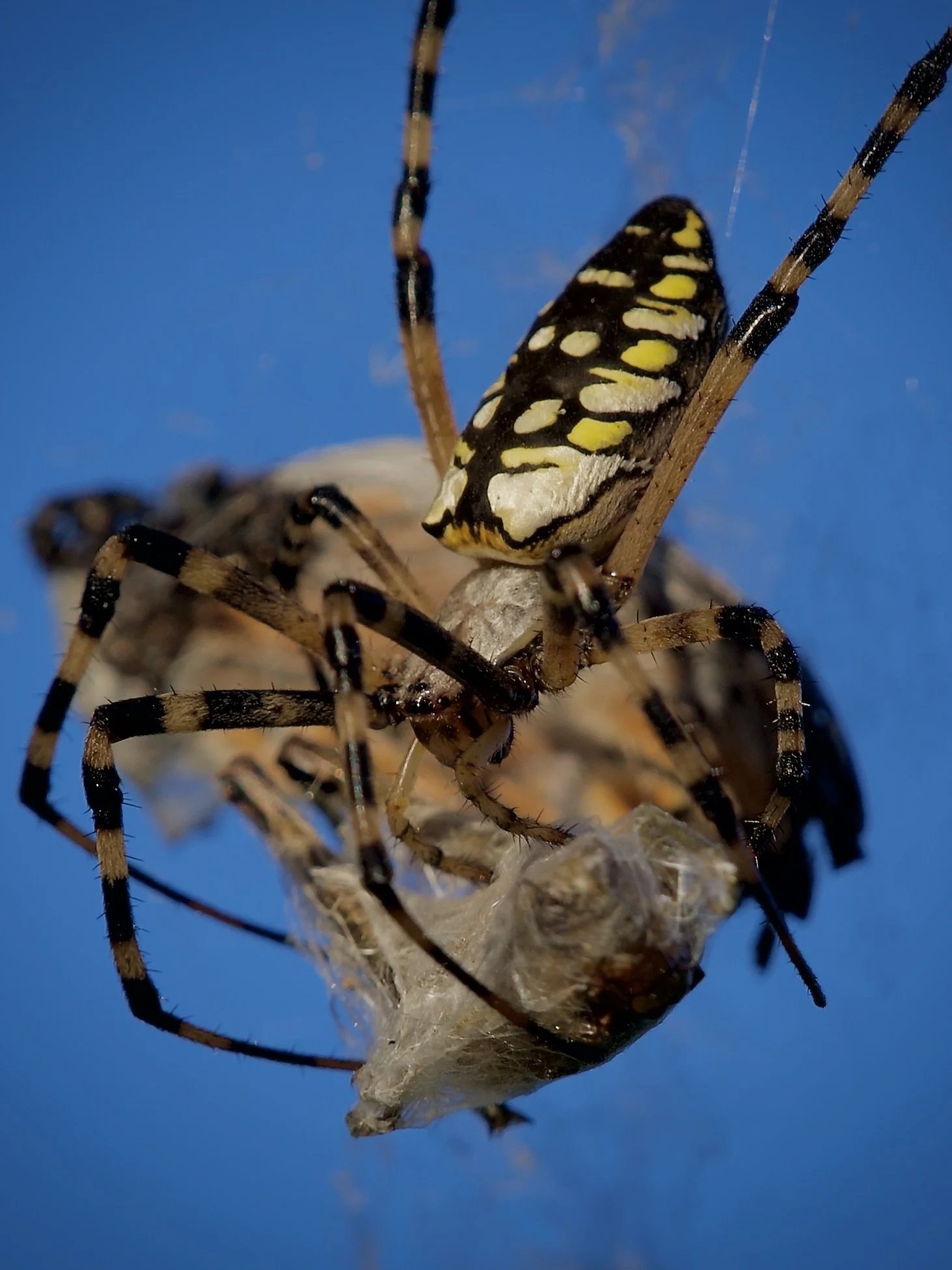 Black-and-yellow argiope rolling up a grasshopper feast, Lakeland