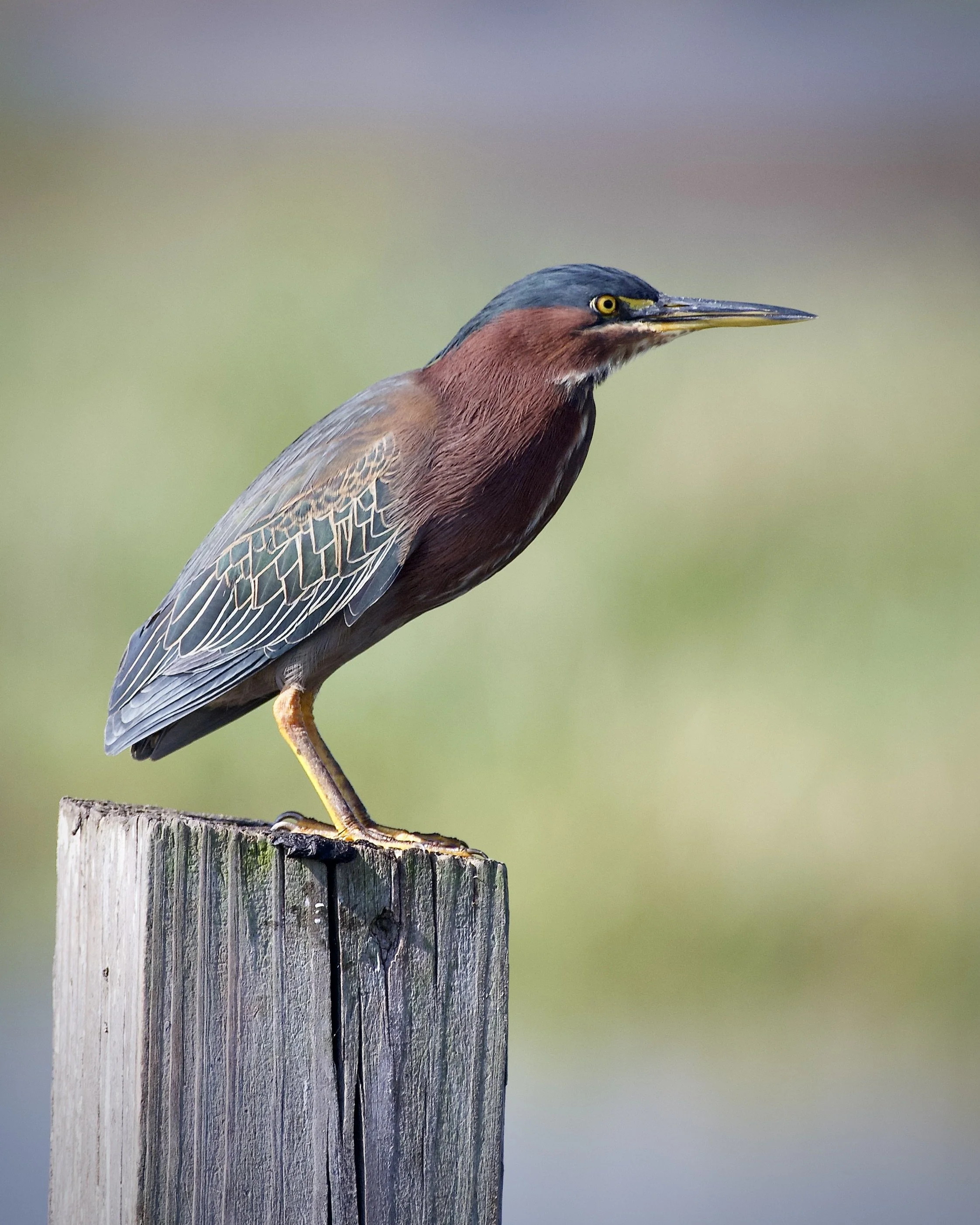 Green heron, Lakeland