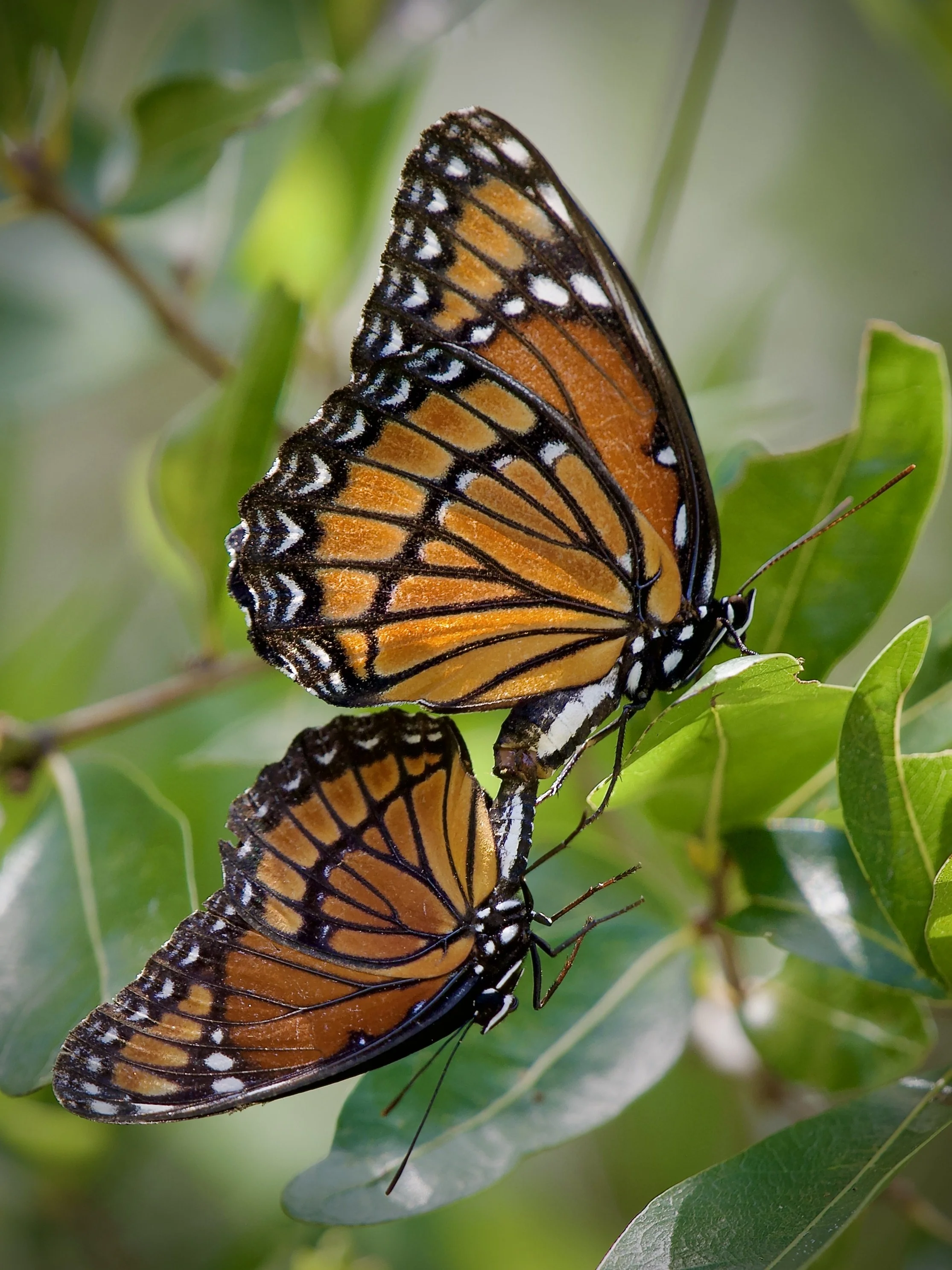 Mating viceroys, Lakeland