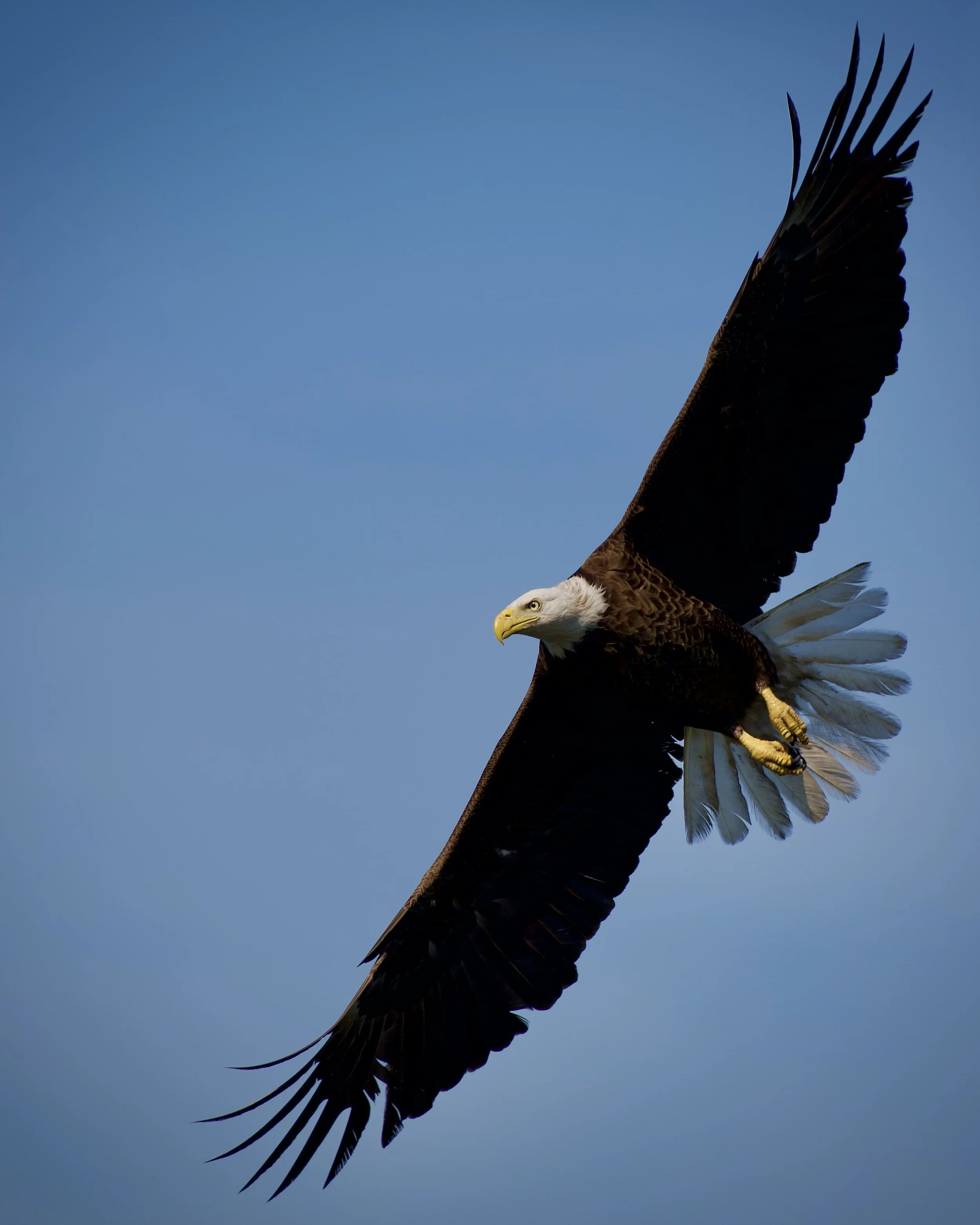 Bald eagle, Lakeland