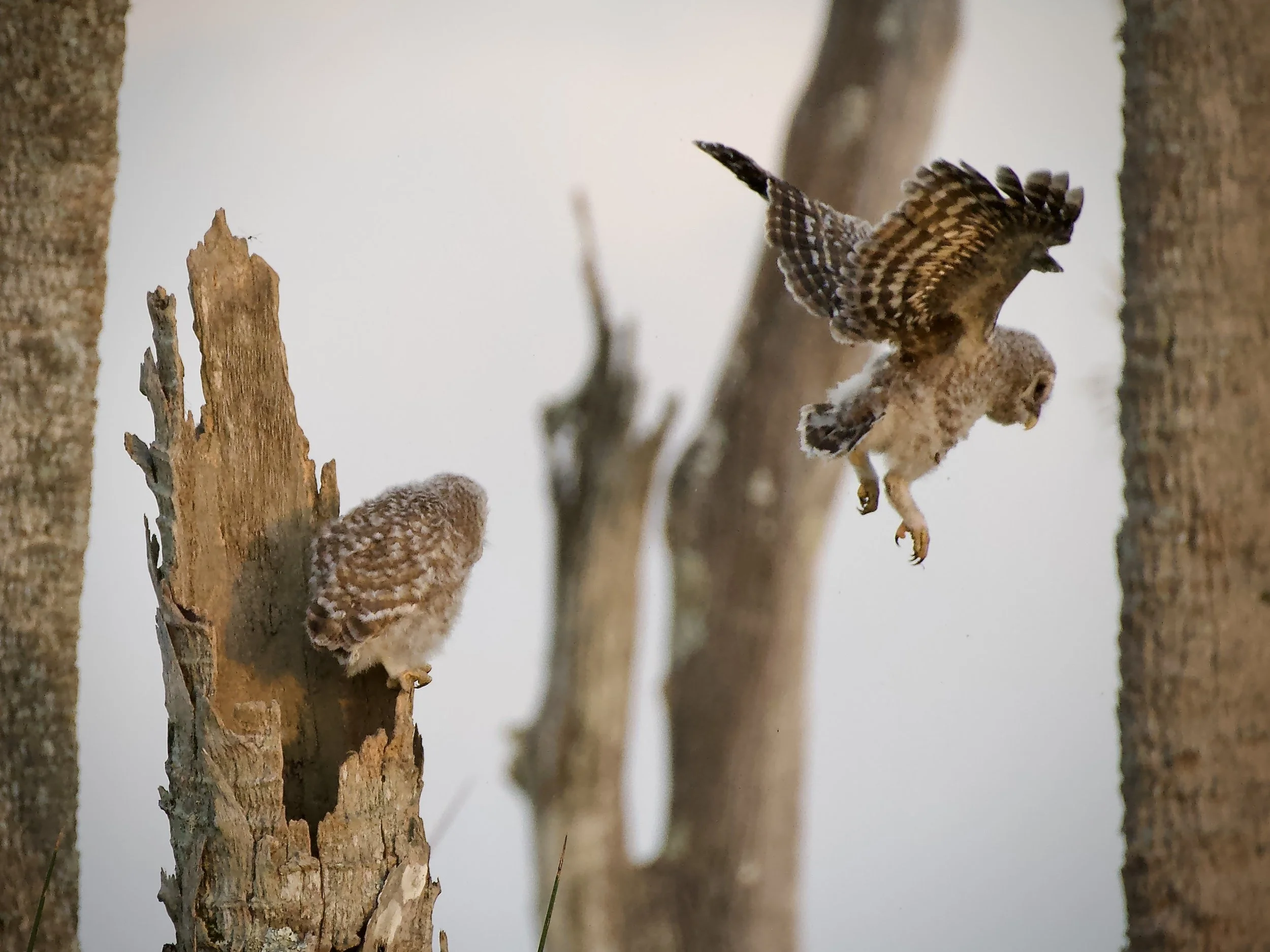 Barred owlets, Orlando Wetlands