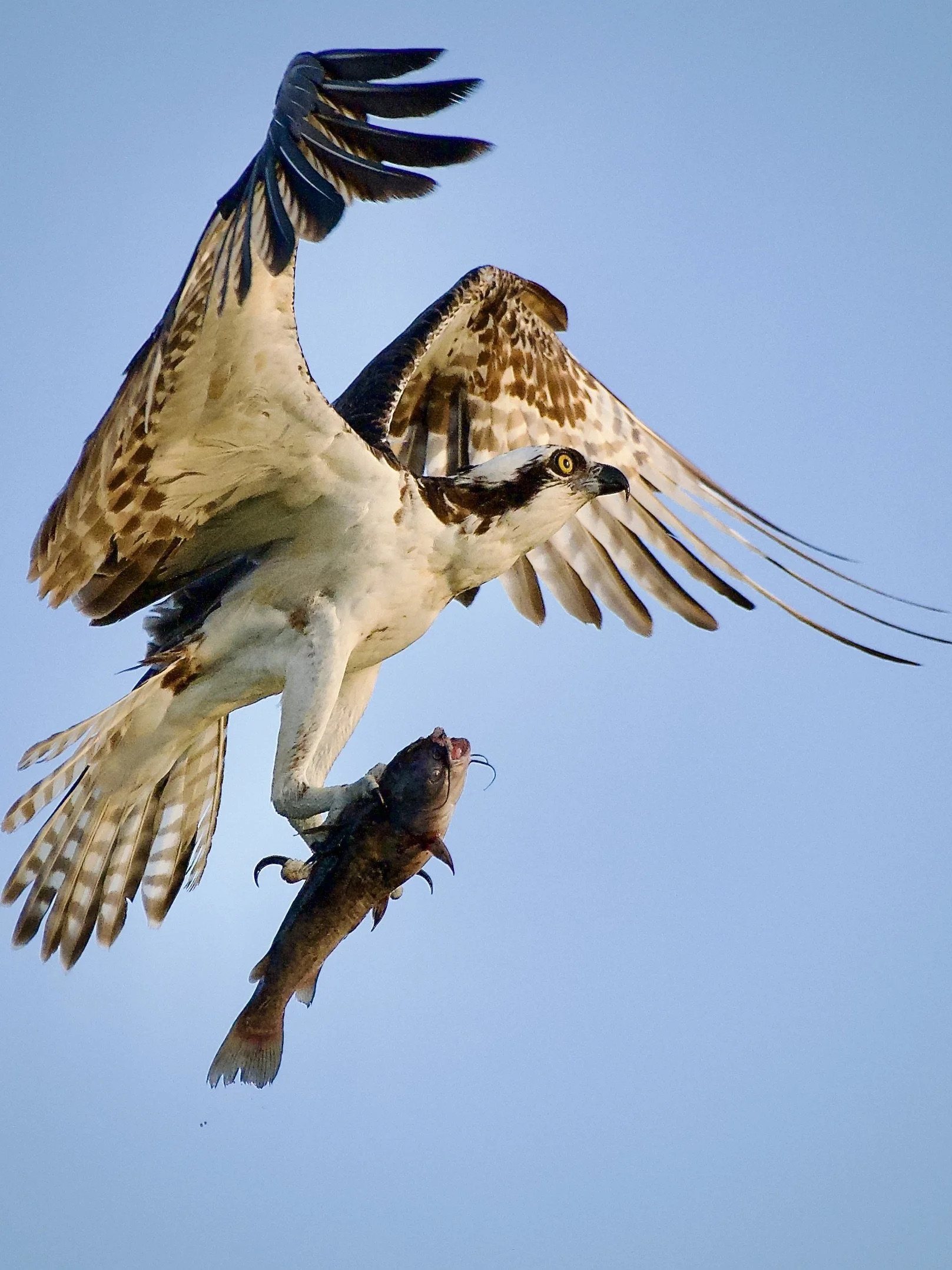 Osprey with a breakfast burrito, Lakeland