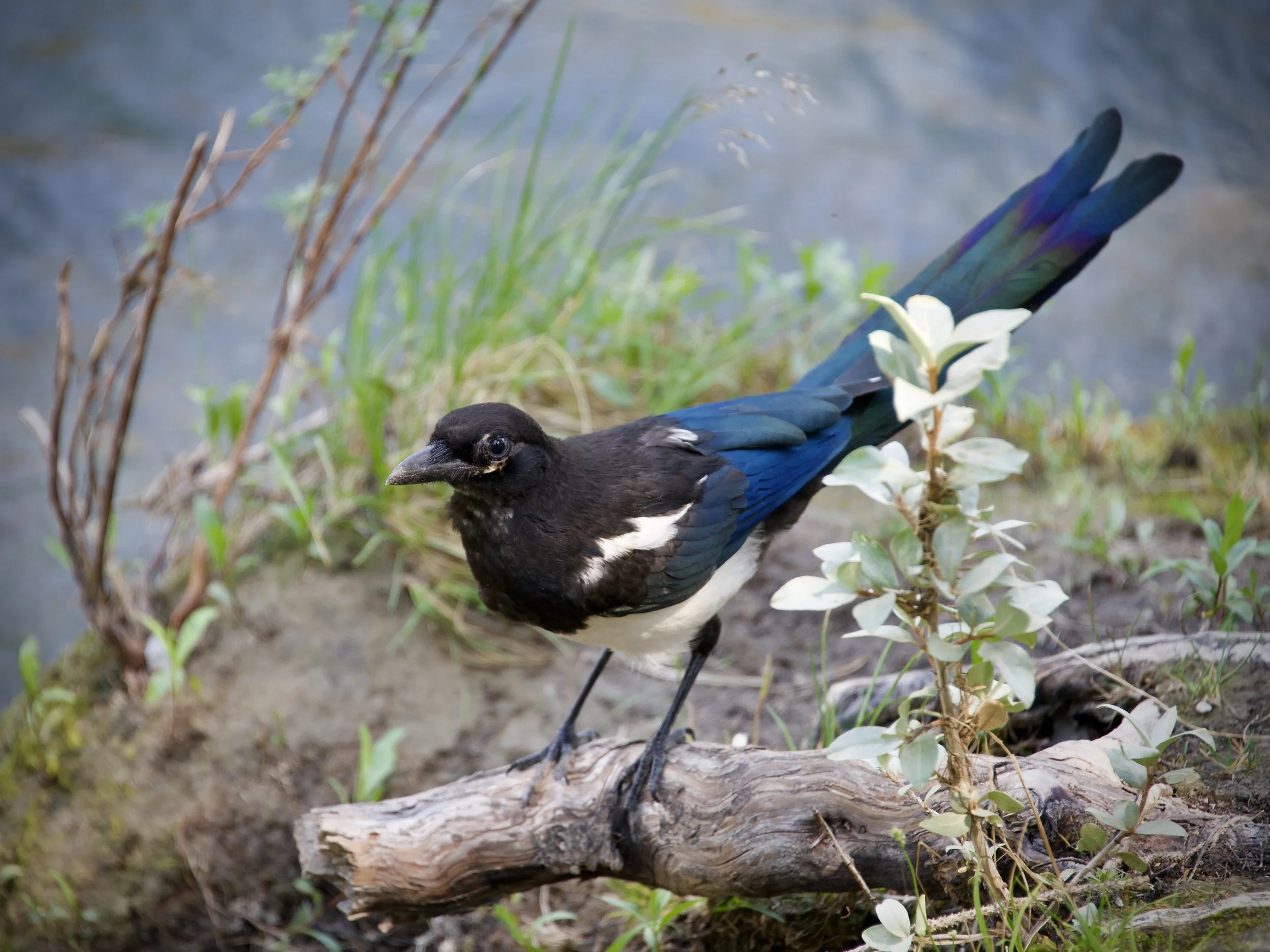 Black-billed magpie, Banff