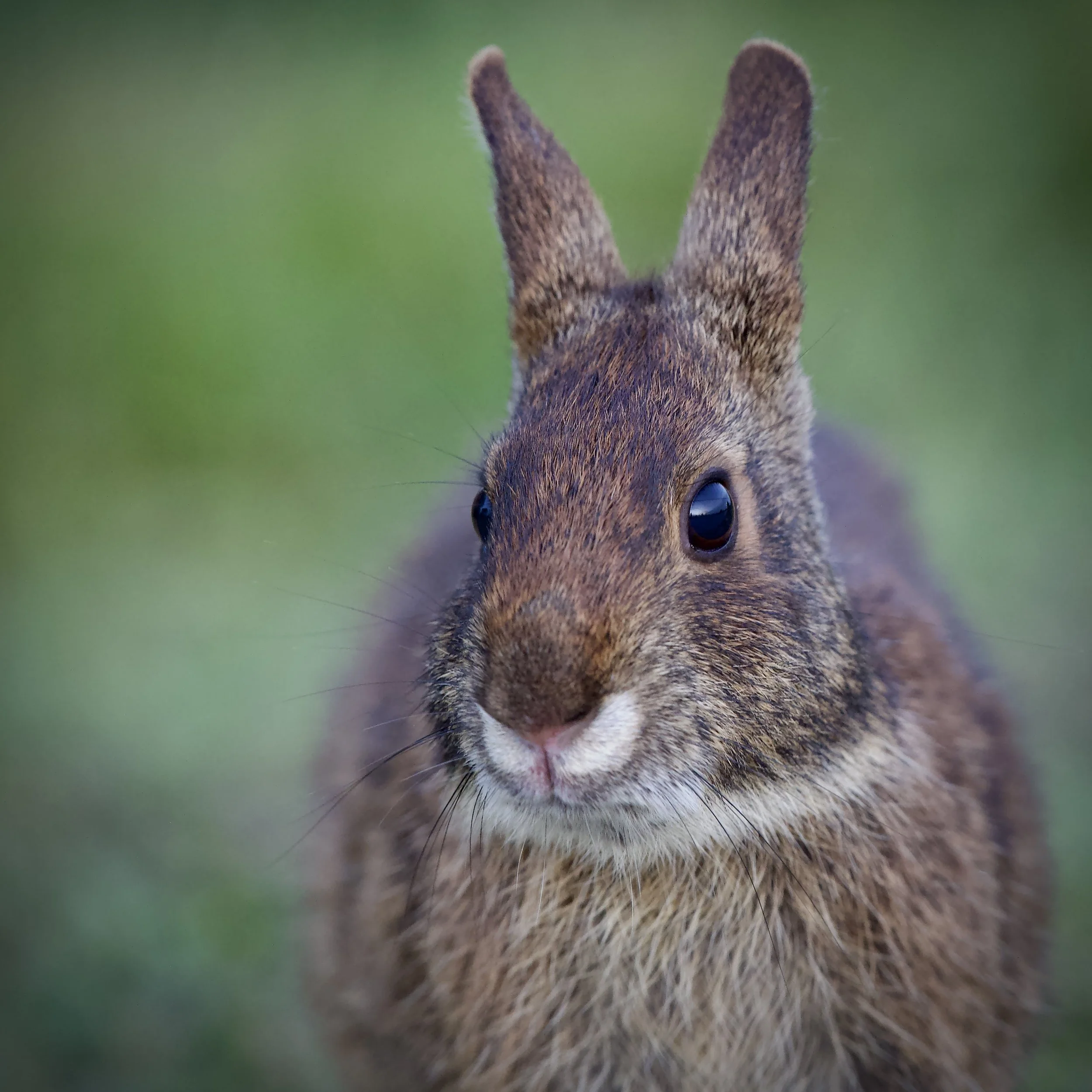 Marsh rabbit in Lakeland