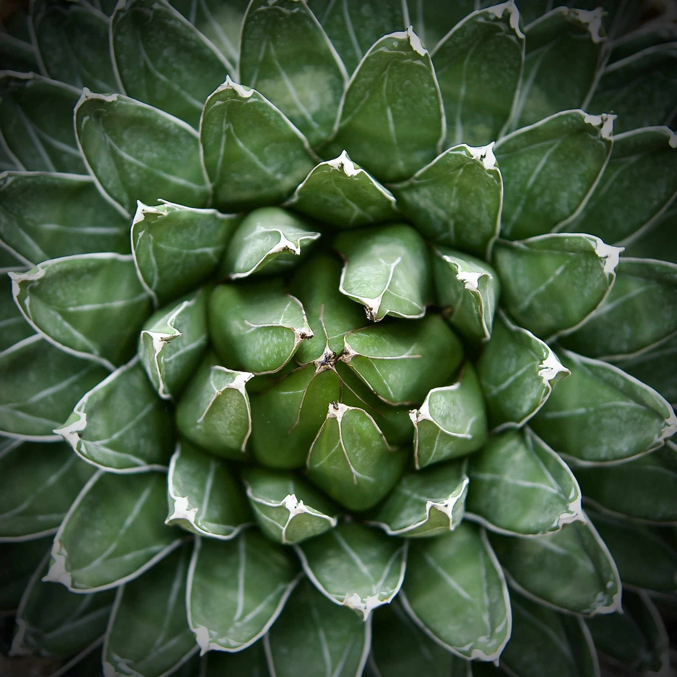 Agave, San Antonio