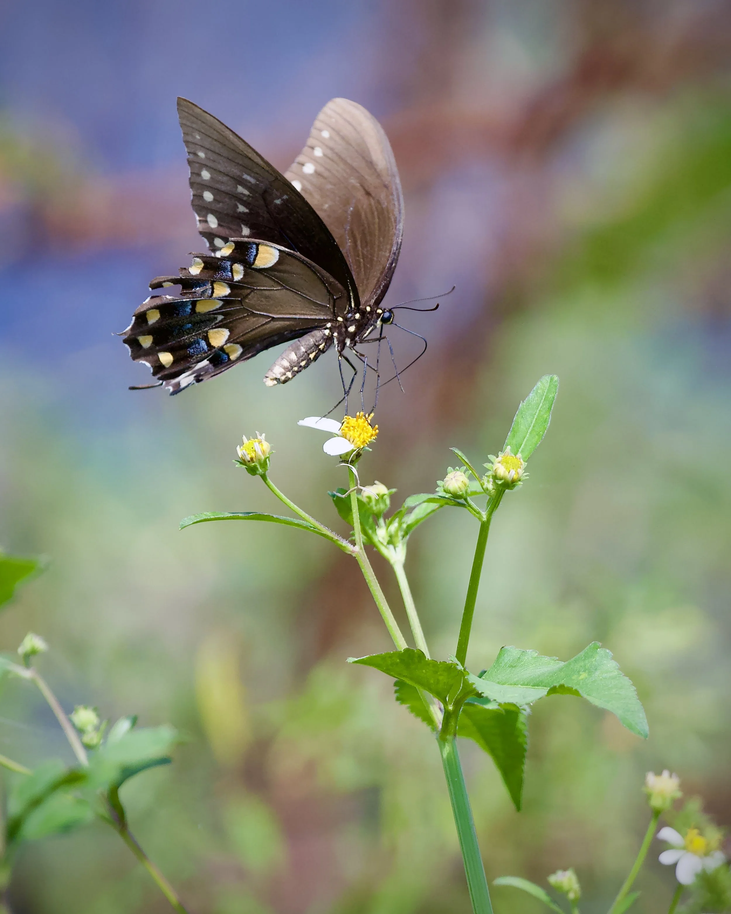 Black swallowtail, Lakeland