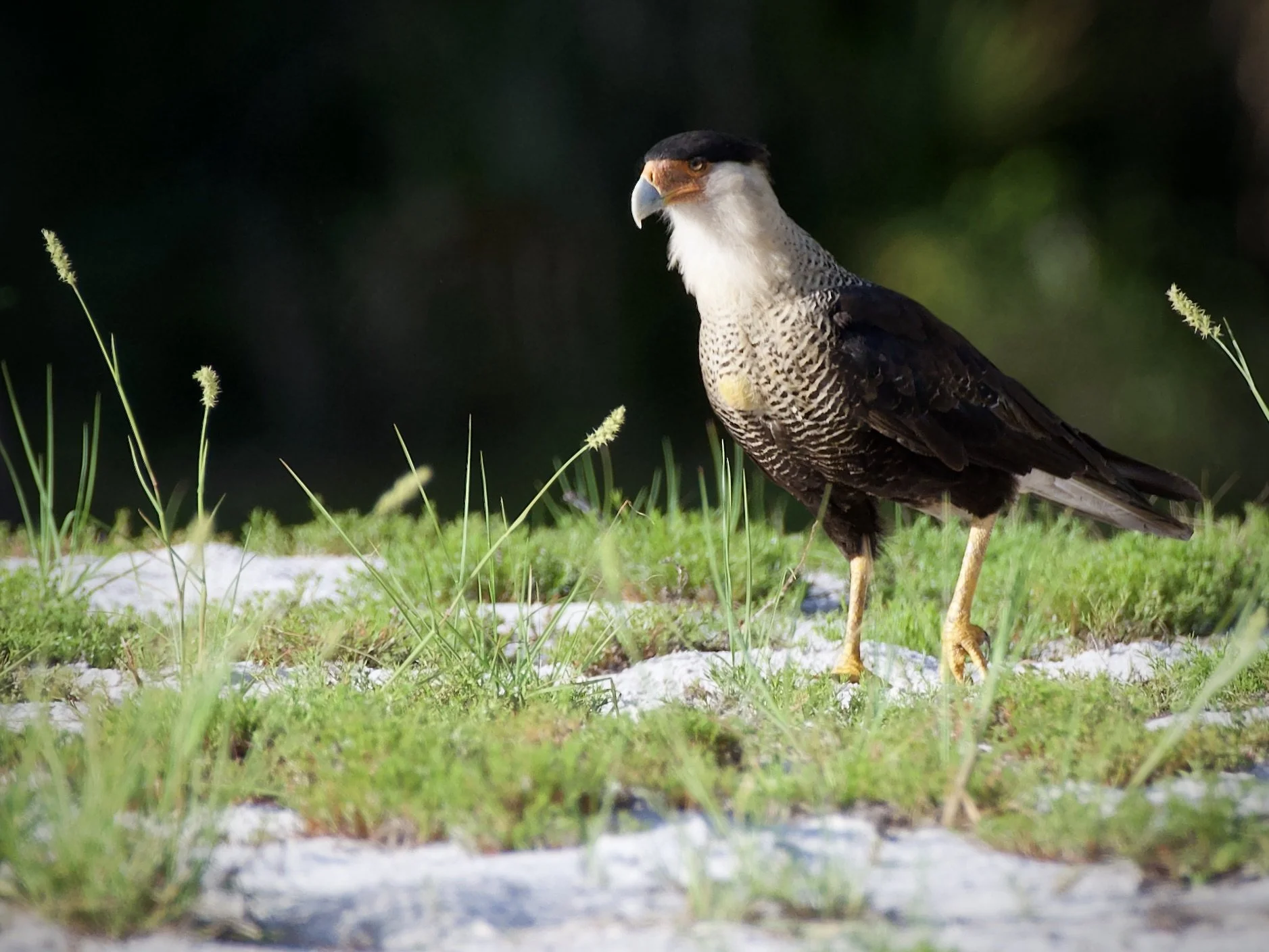 Adult crested caracara, Myakka River State Park