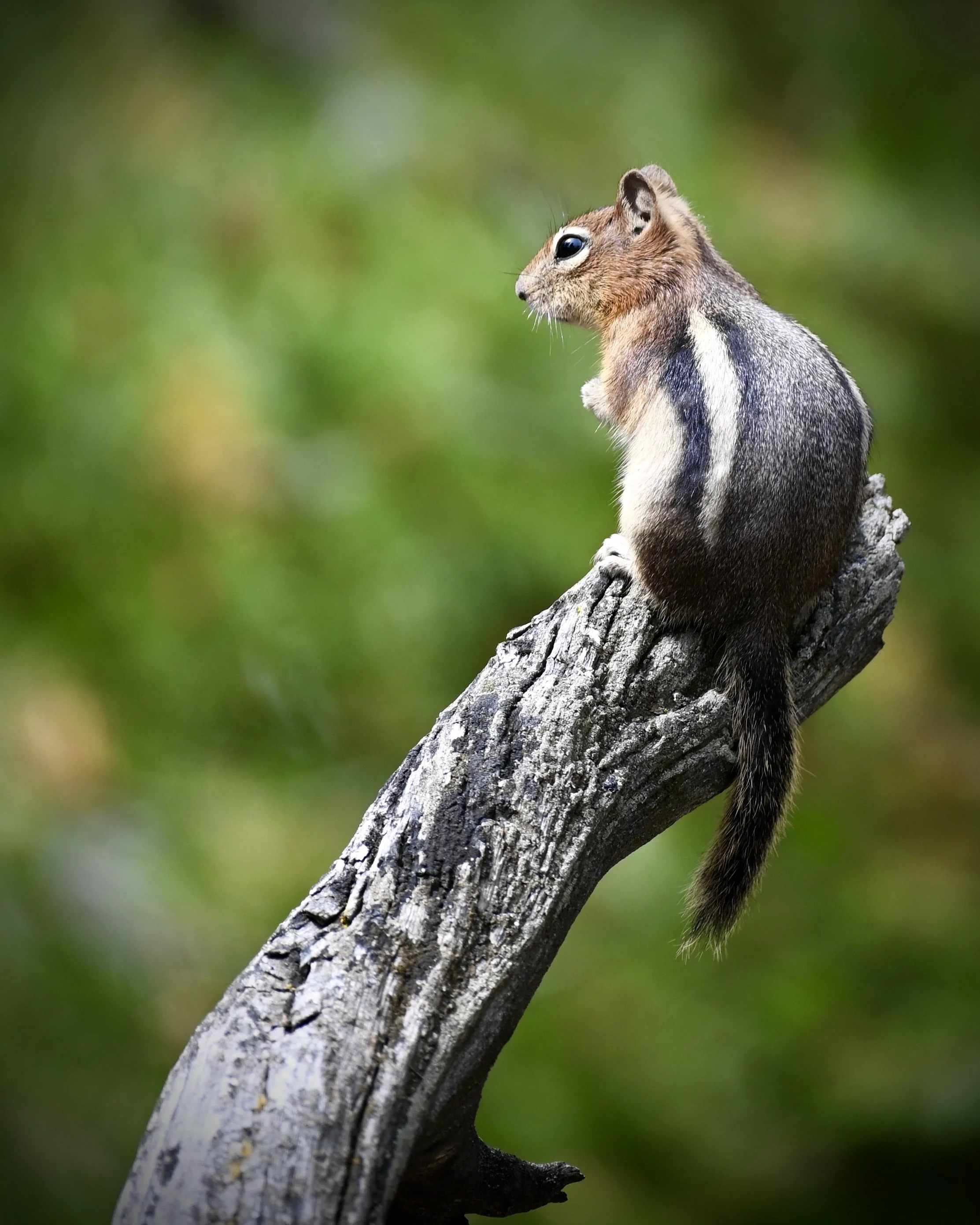 Yellowstone chipmunk