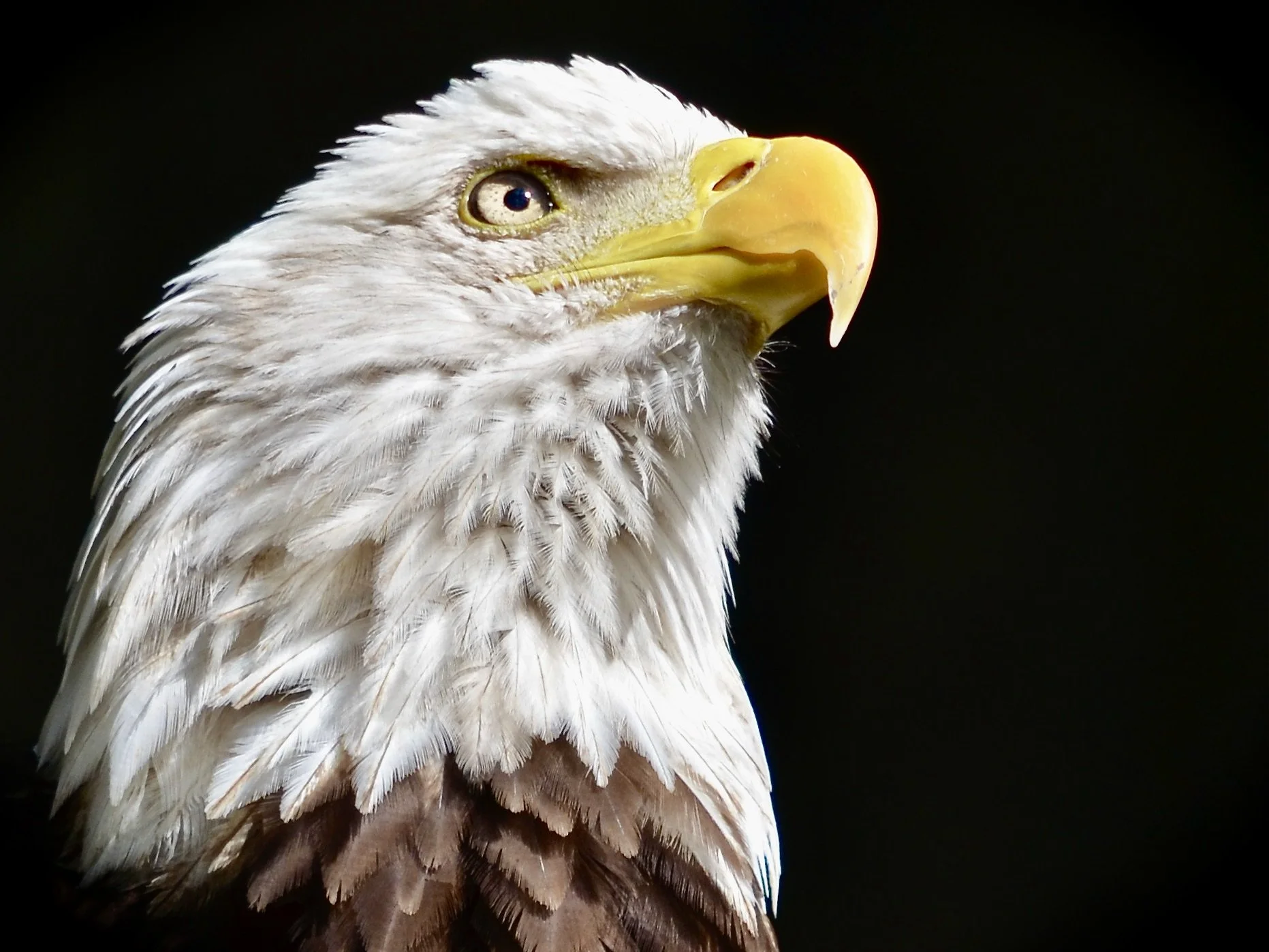 Bald eagle, Homosassa 