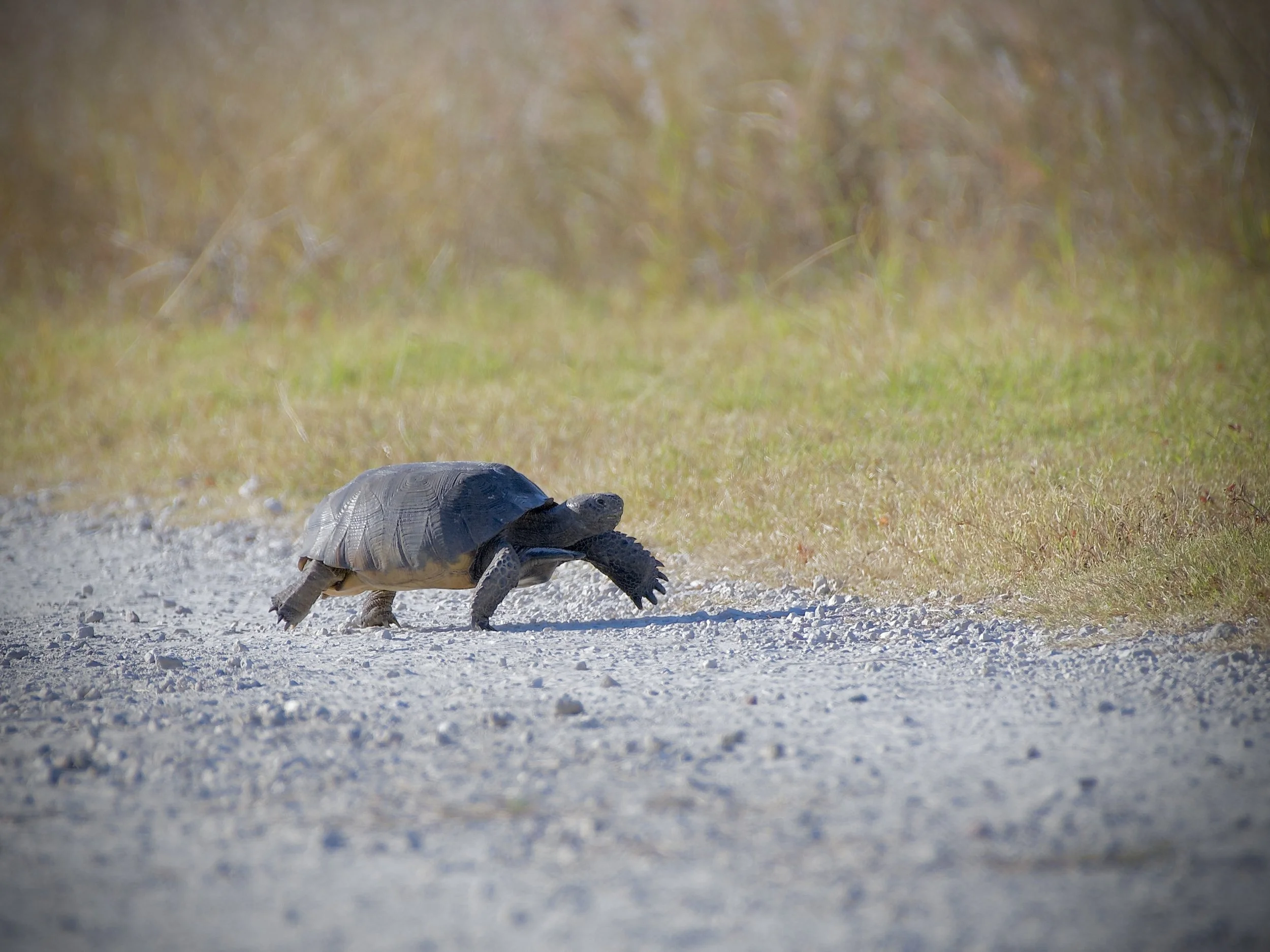 Gopher tortoise tiptoeing in Lakeland