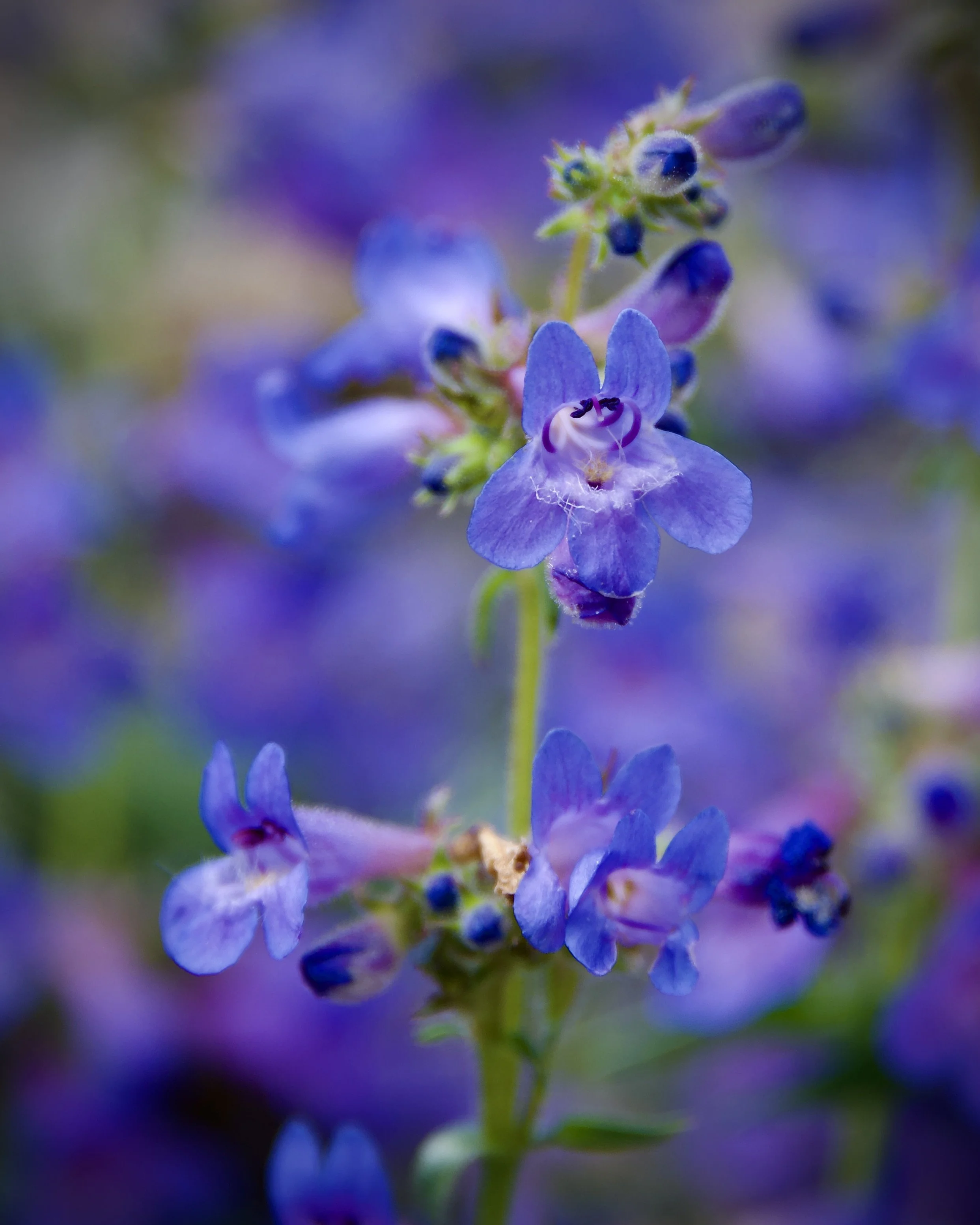 Beardtongues, Colorado
