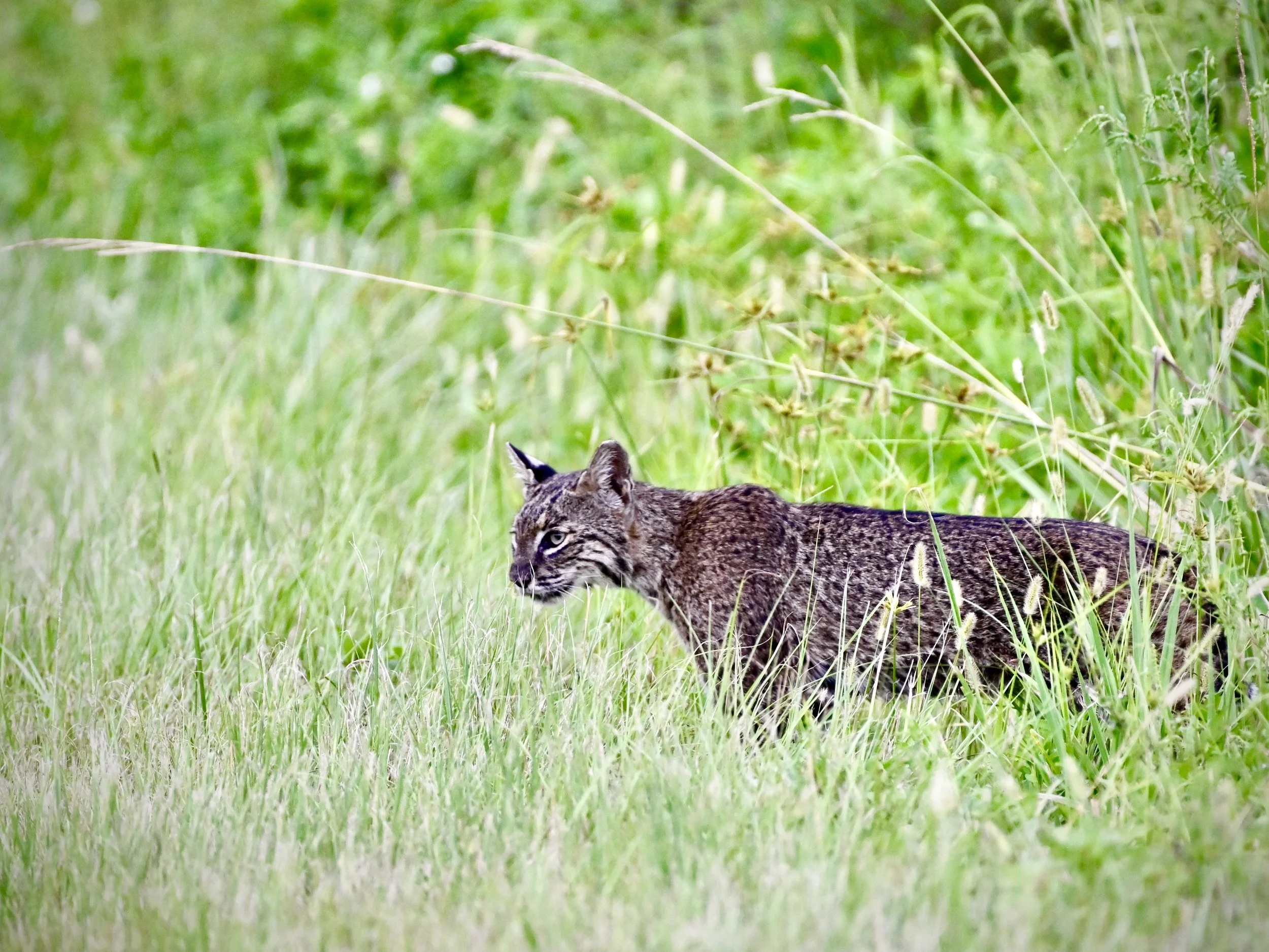 Bobcat in Lakeland