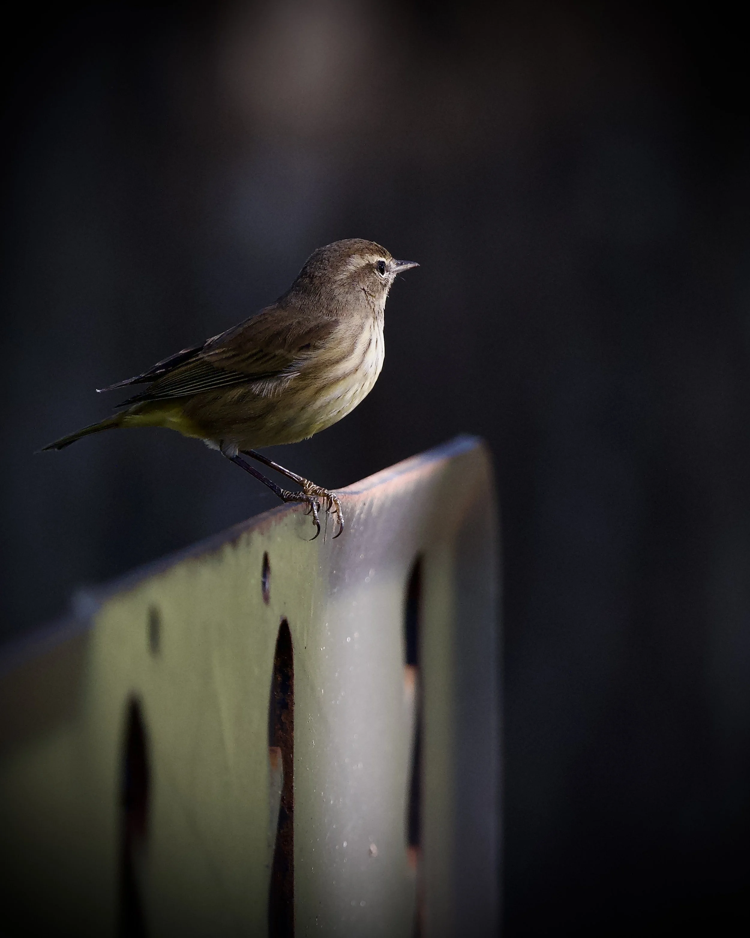 Some sort of warbler, Orlando Wetlands